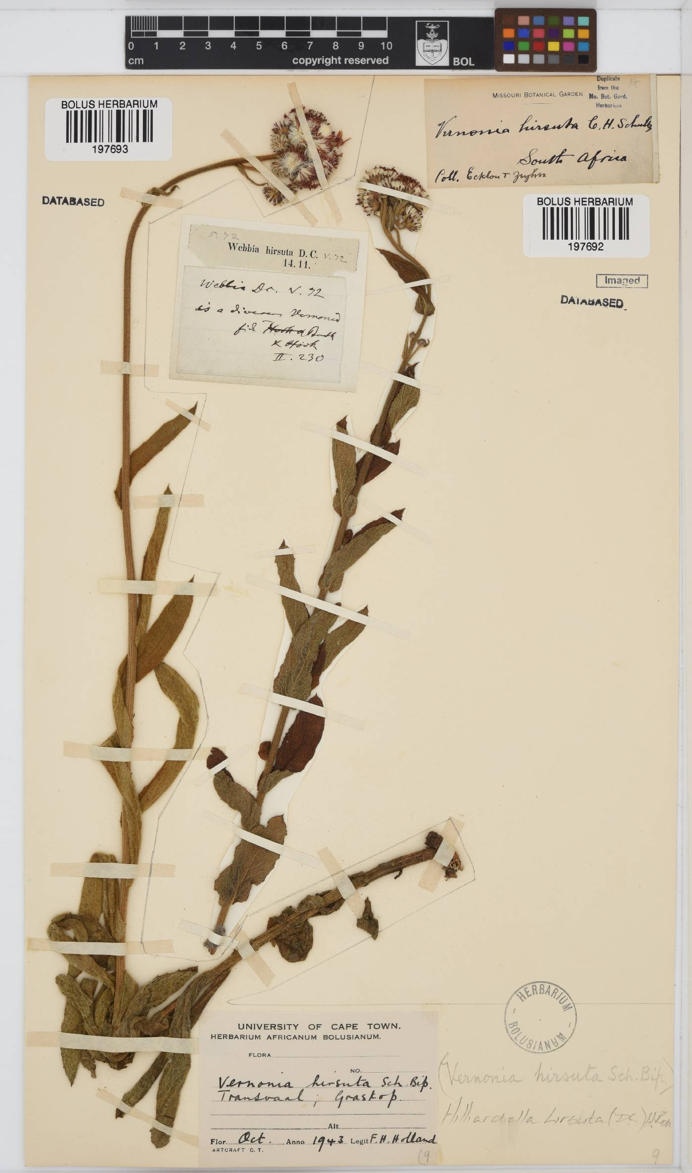 Hilliardiella hirsuta image