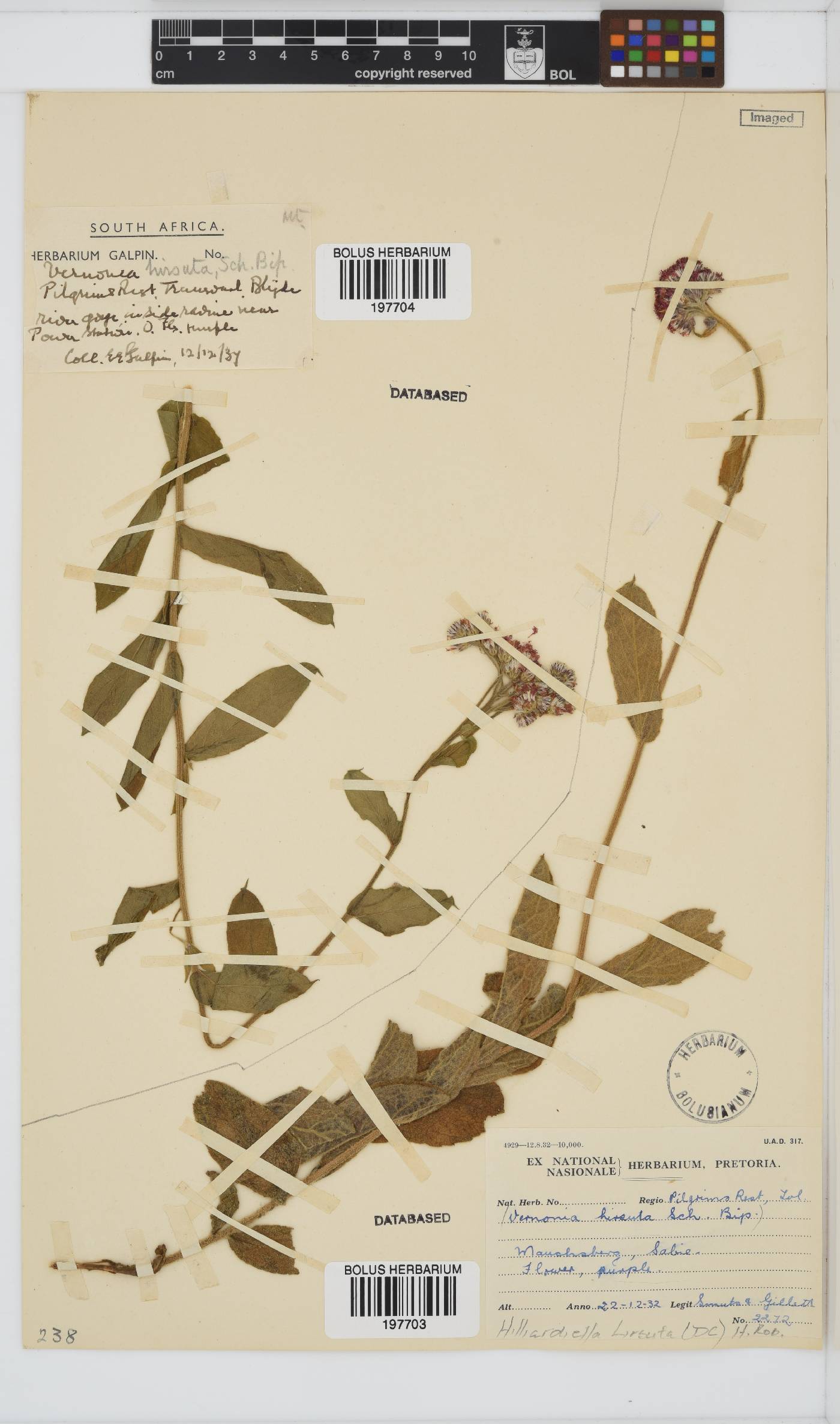 Hilliardiella hirsuta image