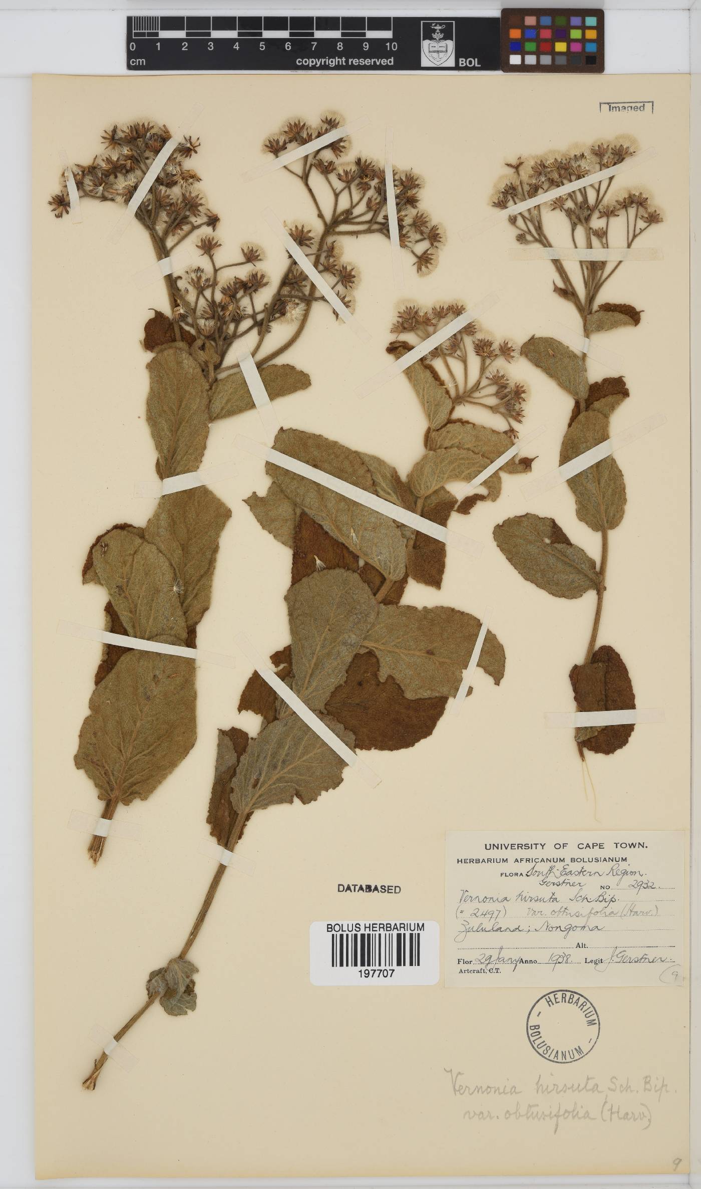 Hilliardiella hirsuta image