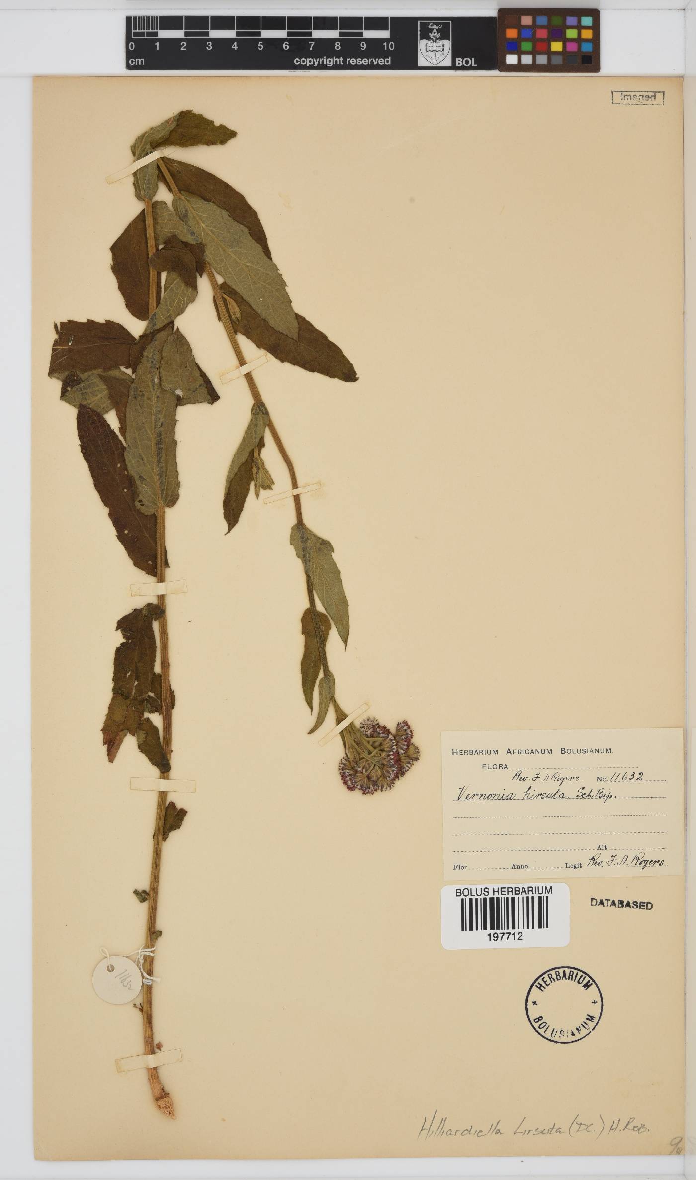 Hilliardiella hirsuta image