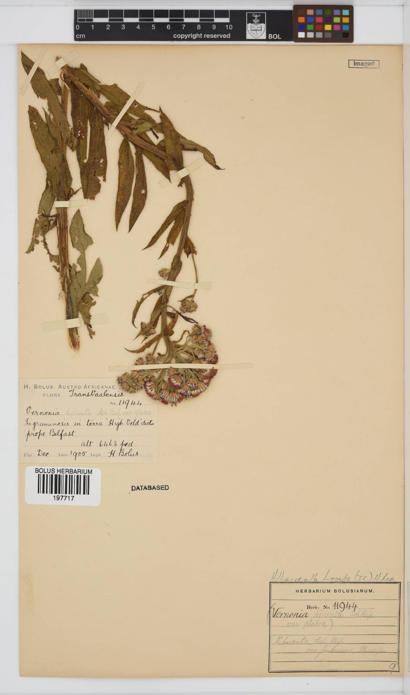 Hilliardiella hirsuta image
