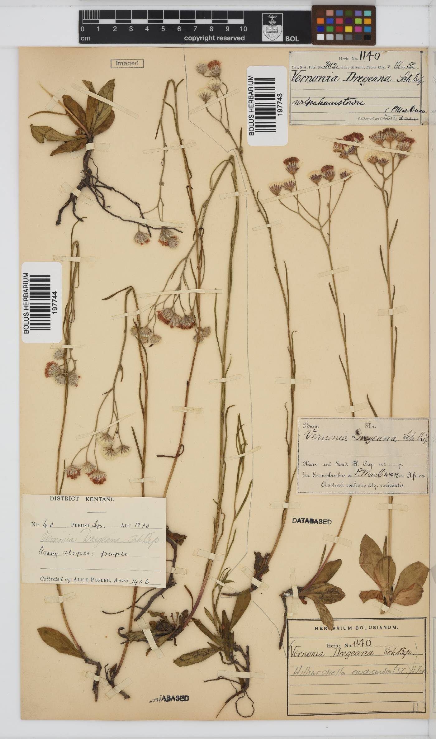 Hilliardiella nudicaulis image