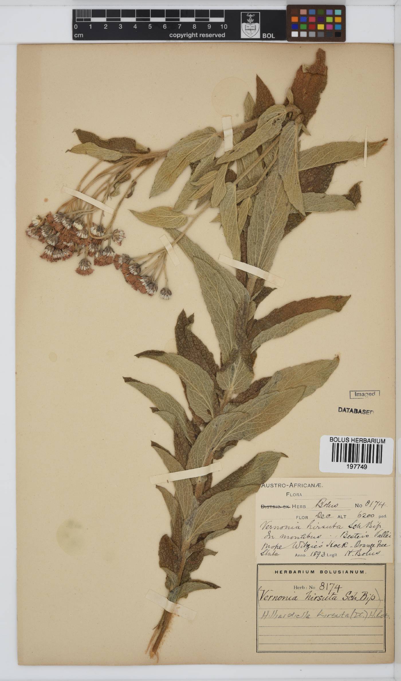 Hilliardiella hirsuta image
