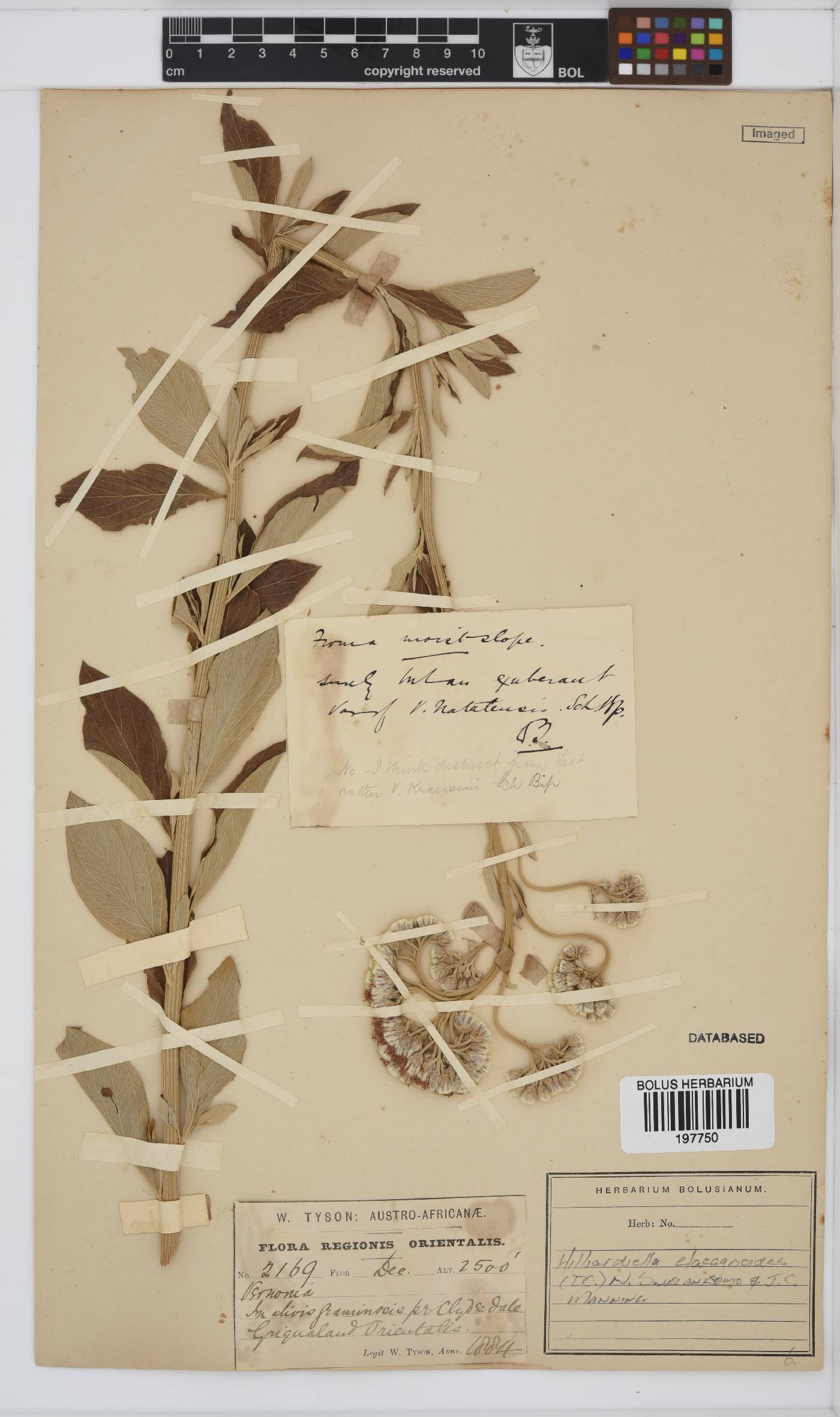 Hilliardiella elaeagnoides image