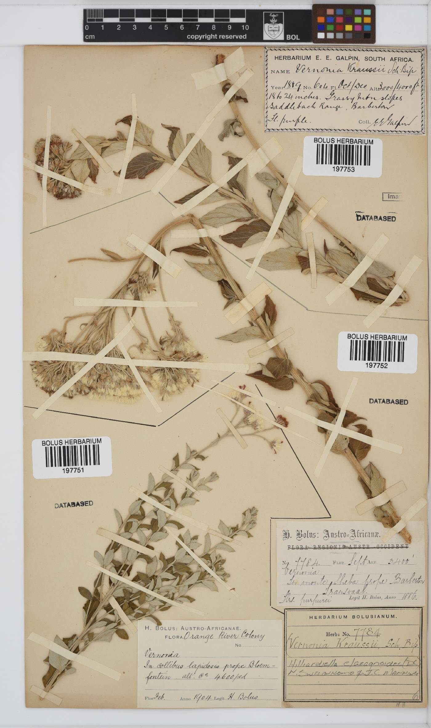 Hilliardiella elaeagnoides image