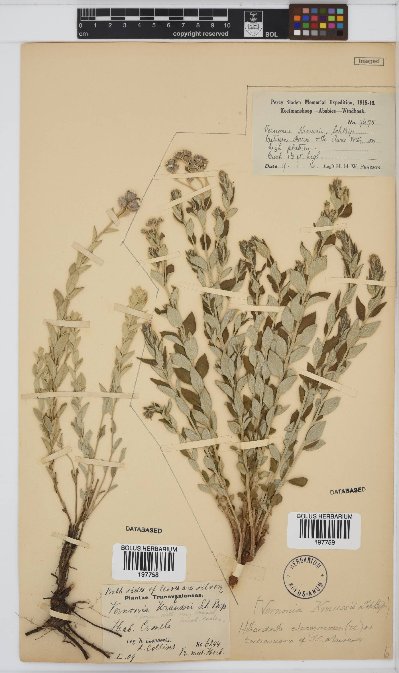 Hilliardiella elaeagnoides image