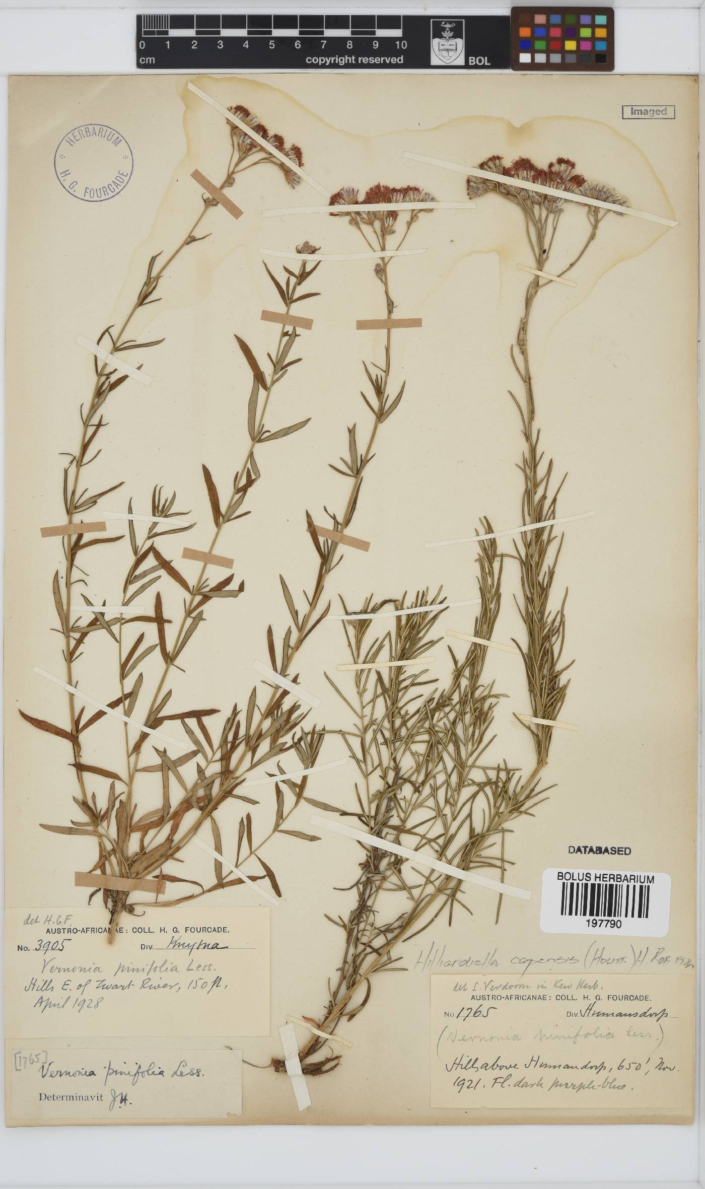 Hilliardiella capensis image