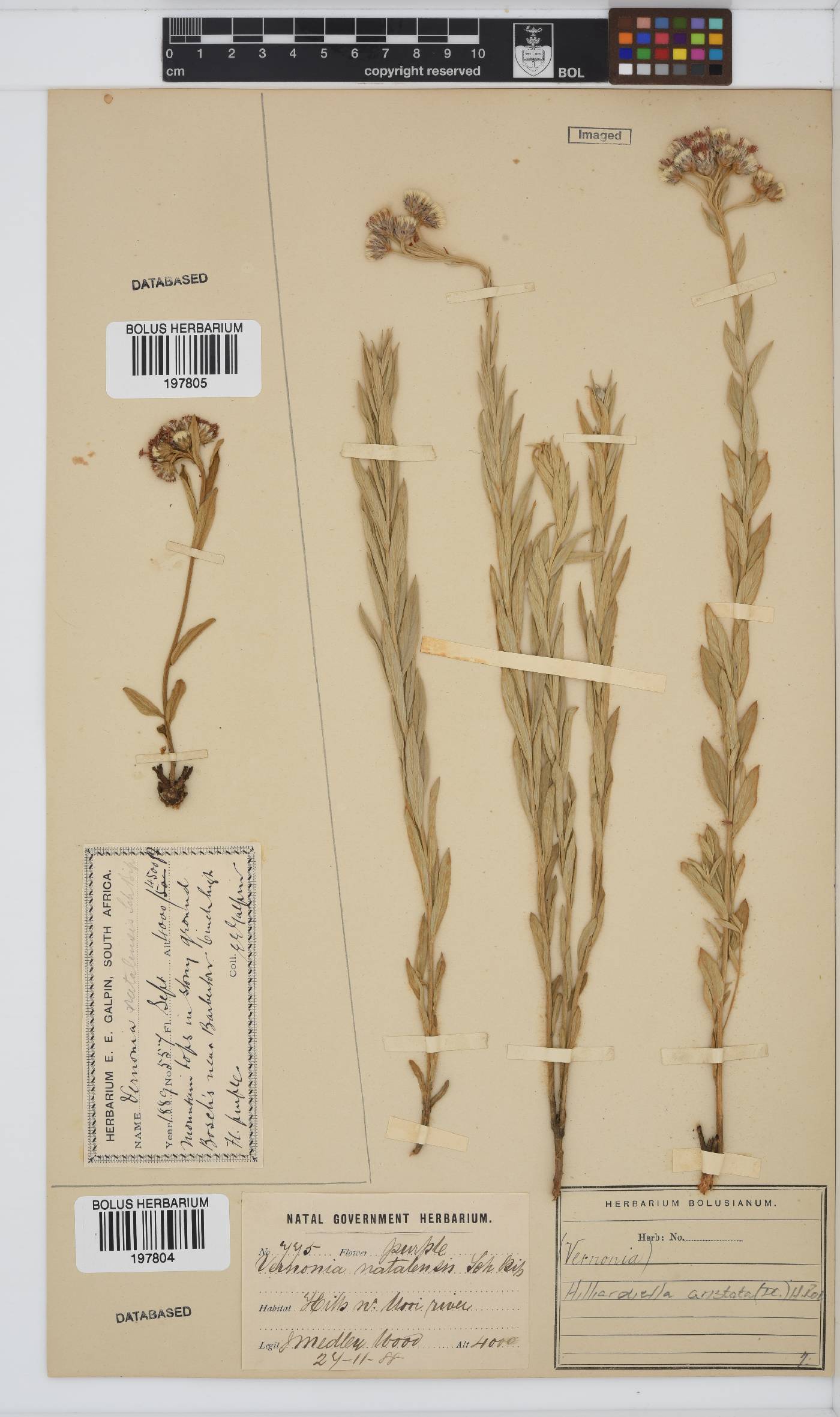 Hilliardiella aristata image