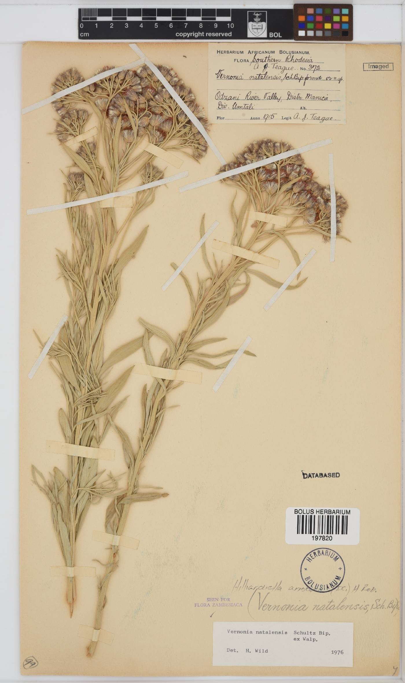 Hilliardiella aristata image