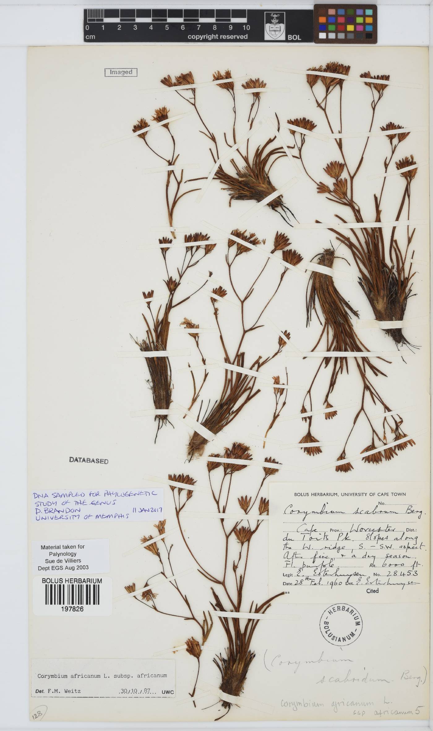 Corymbium africanum subsp. africanum image