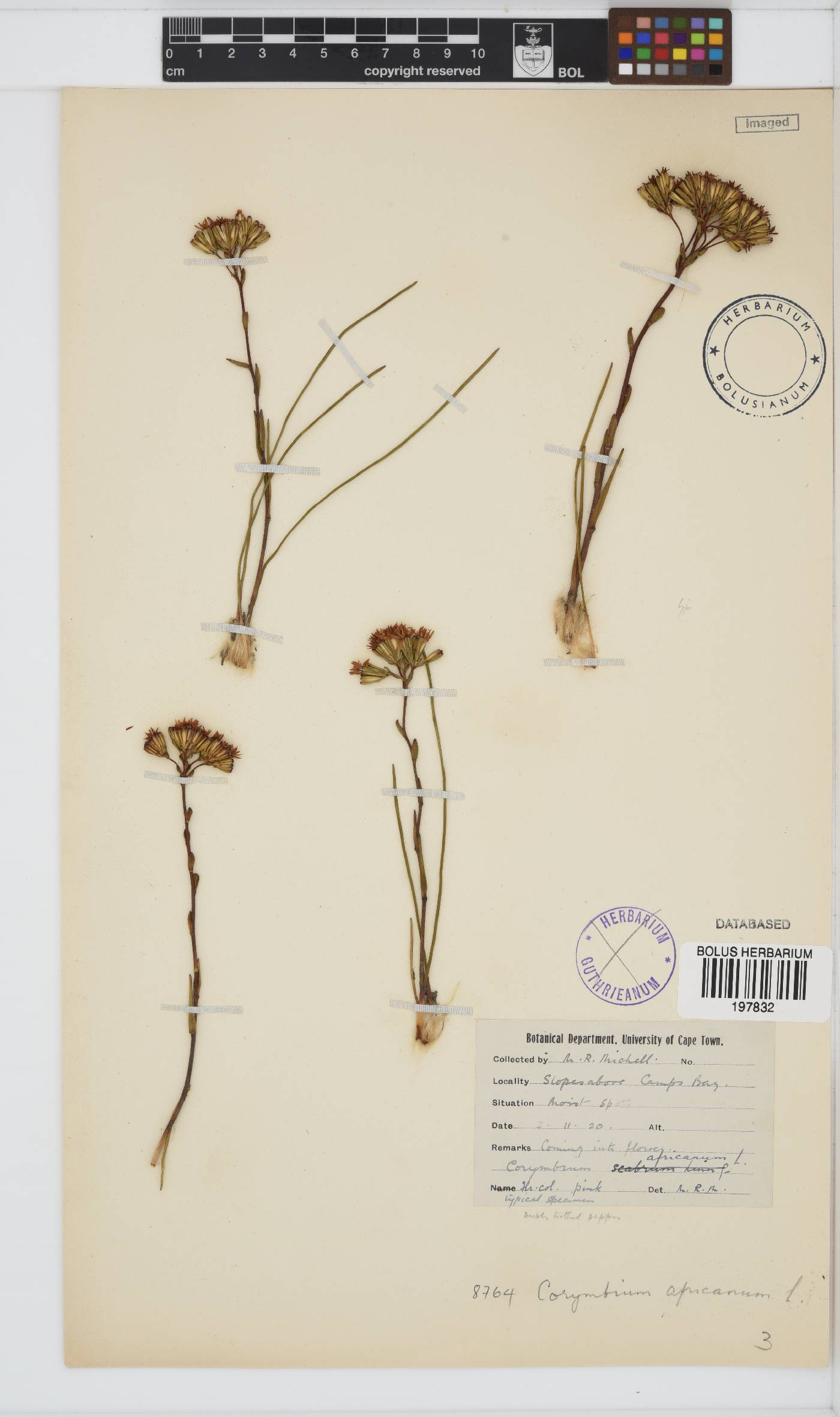 Corymbium africanum subsp. africanum image