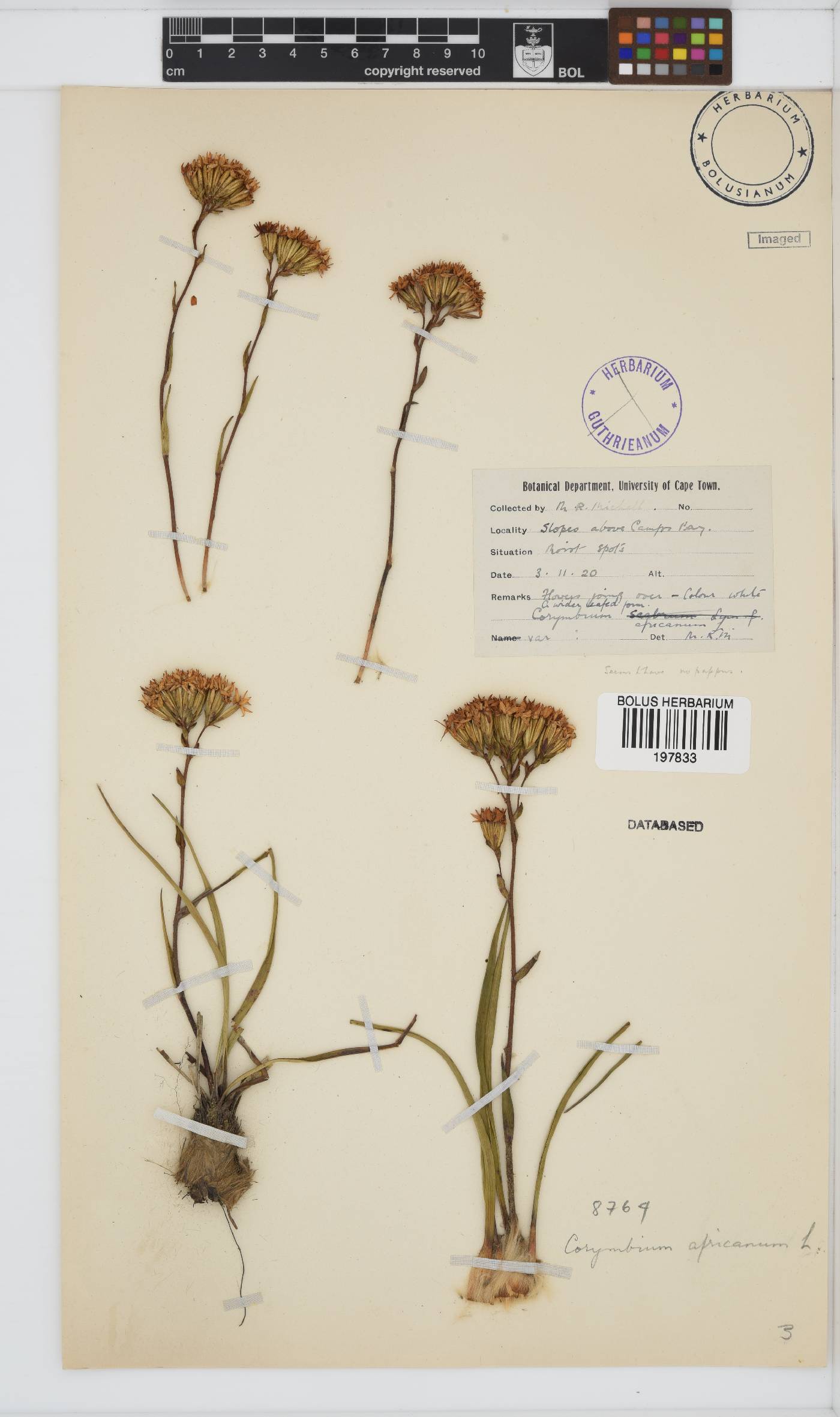 Corymbium africanum subsp. africanum image