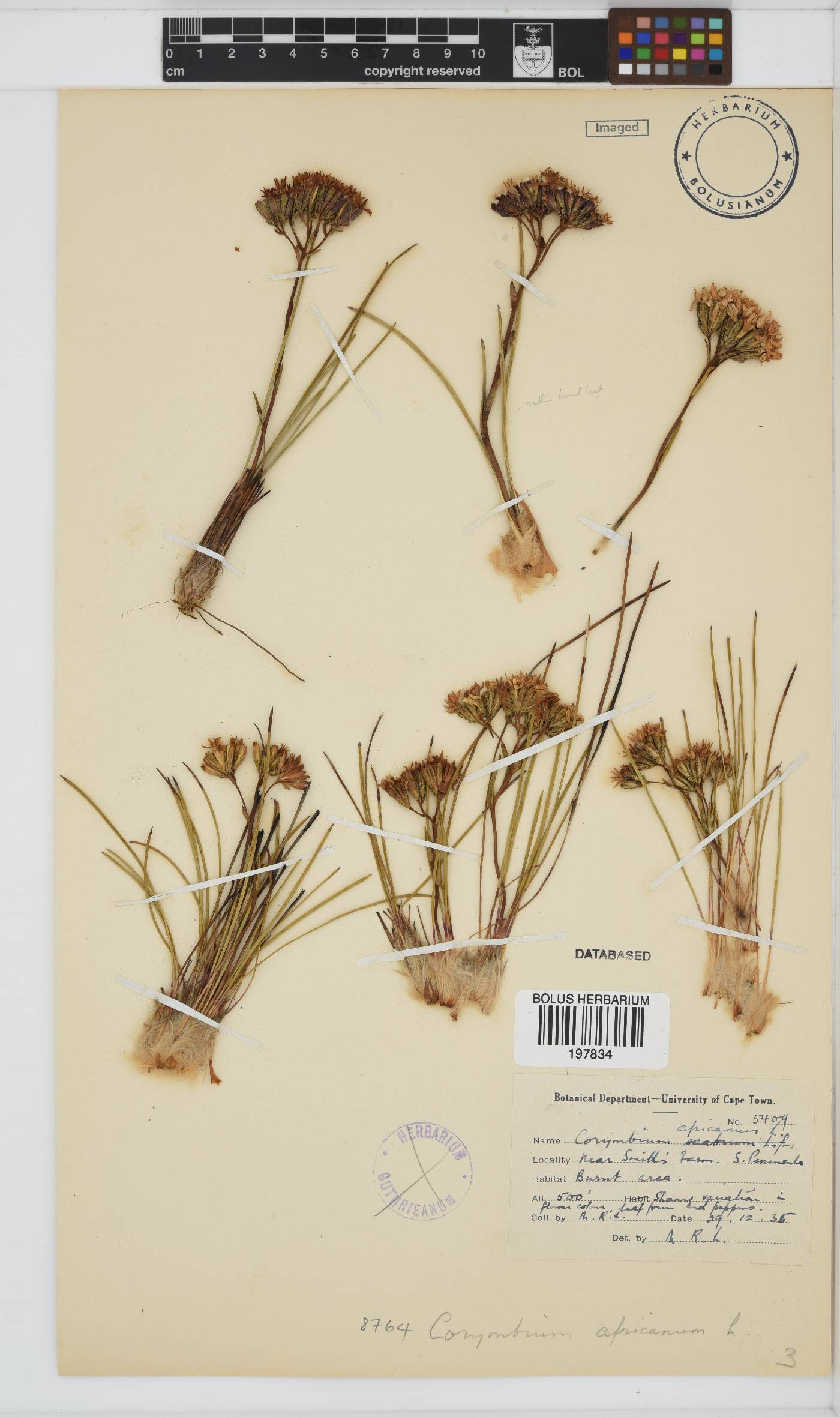 Corymbium africanum subsp. africanum image