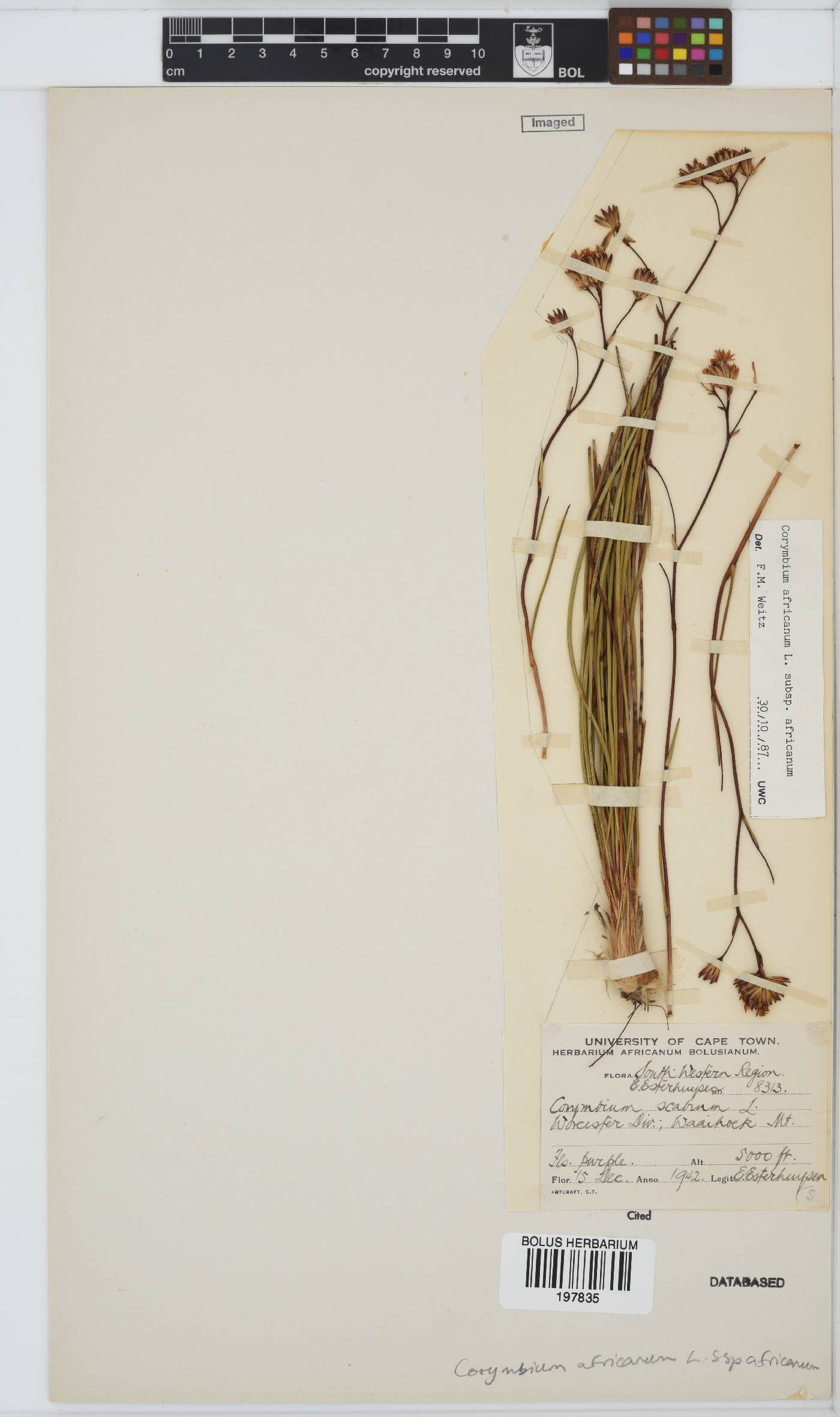 Corymbium africanum subsp. africanum image