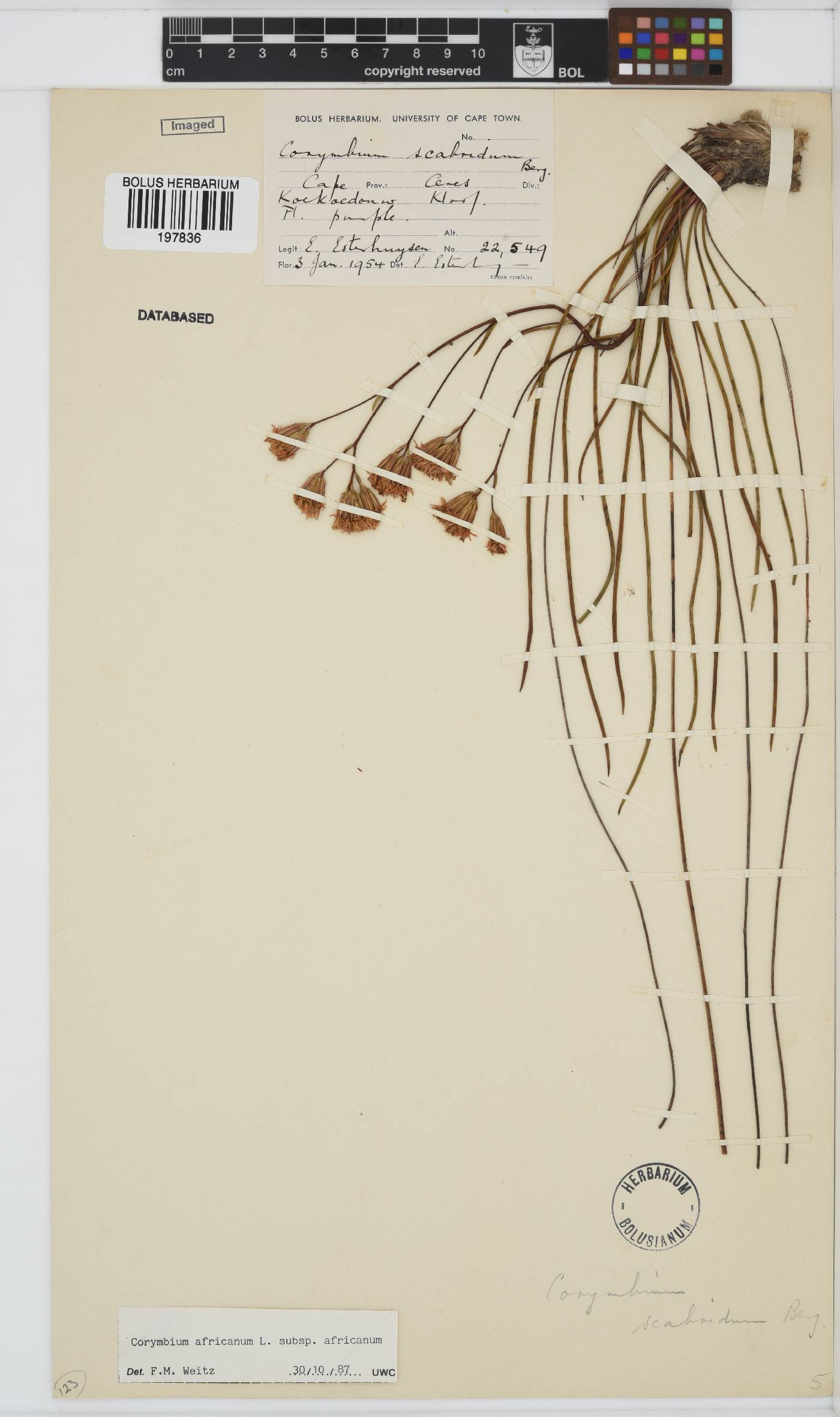 Corymbium africanum subsp. africanum image