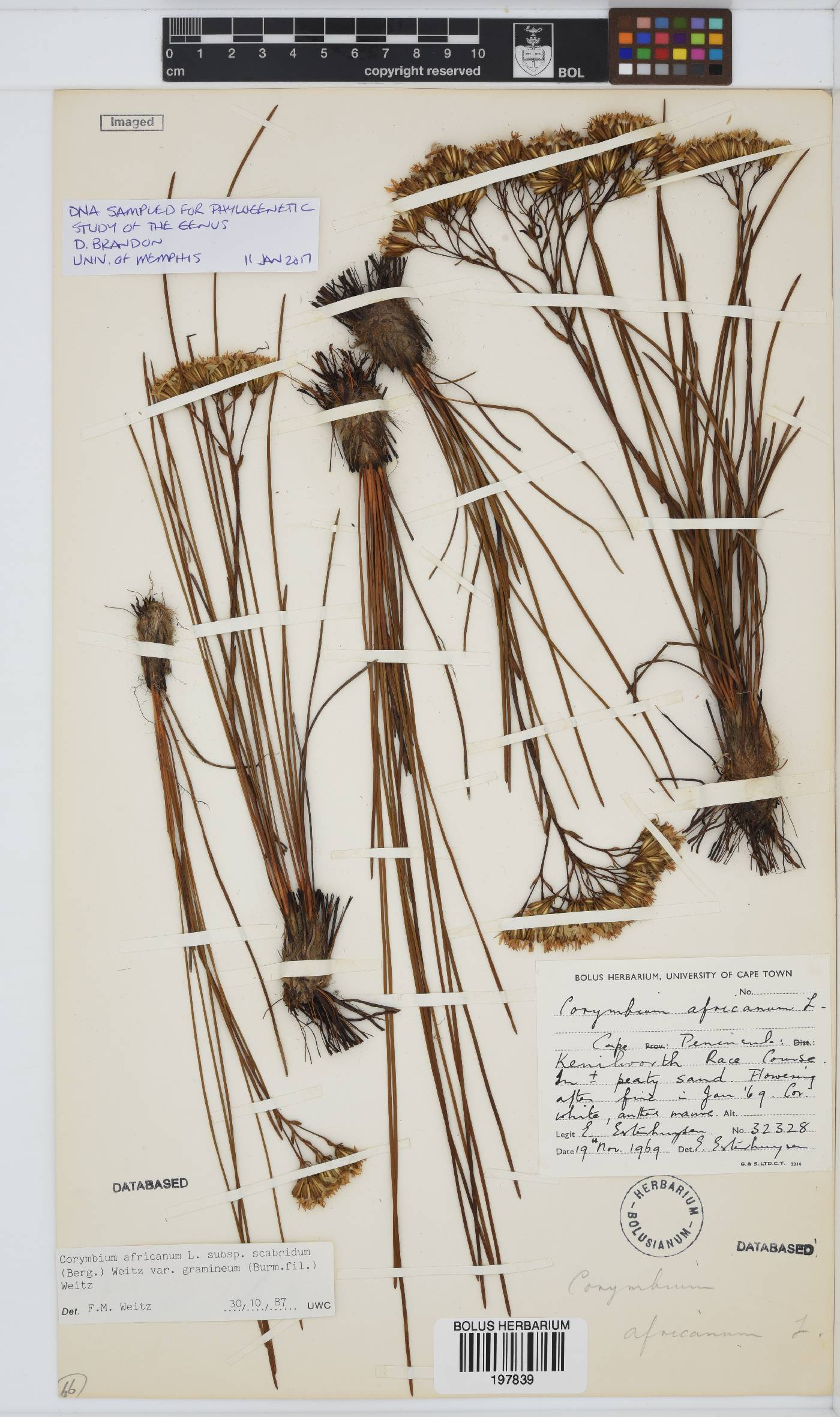 Corymbium africanum image