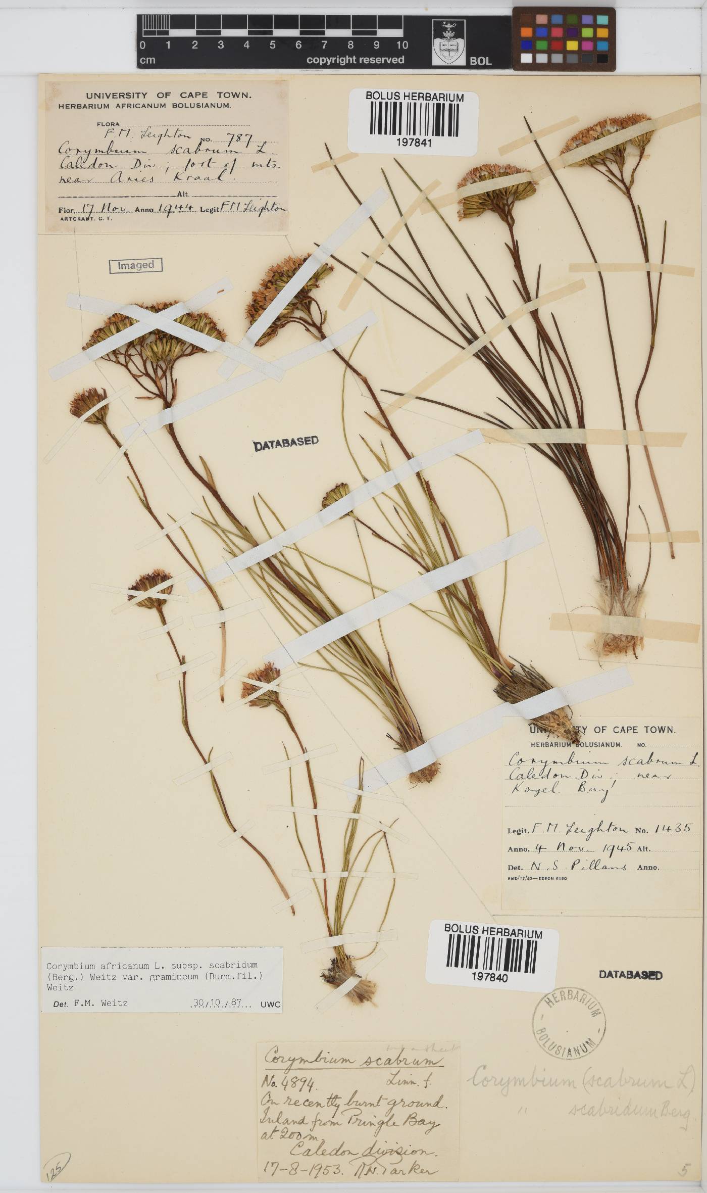 Corymbium africanum var. gramineum image