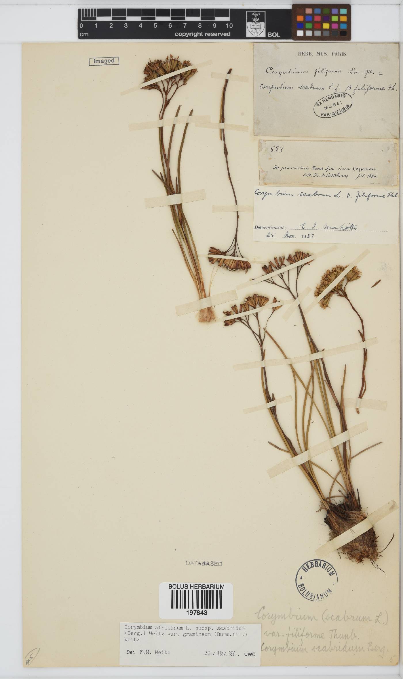 Corymbium africanum image