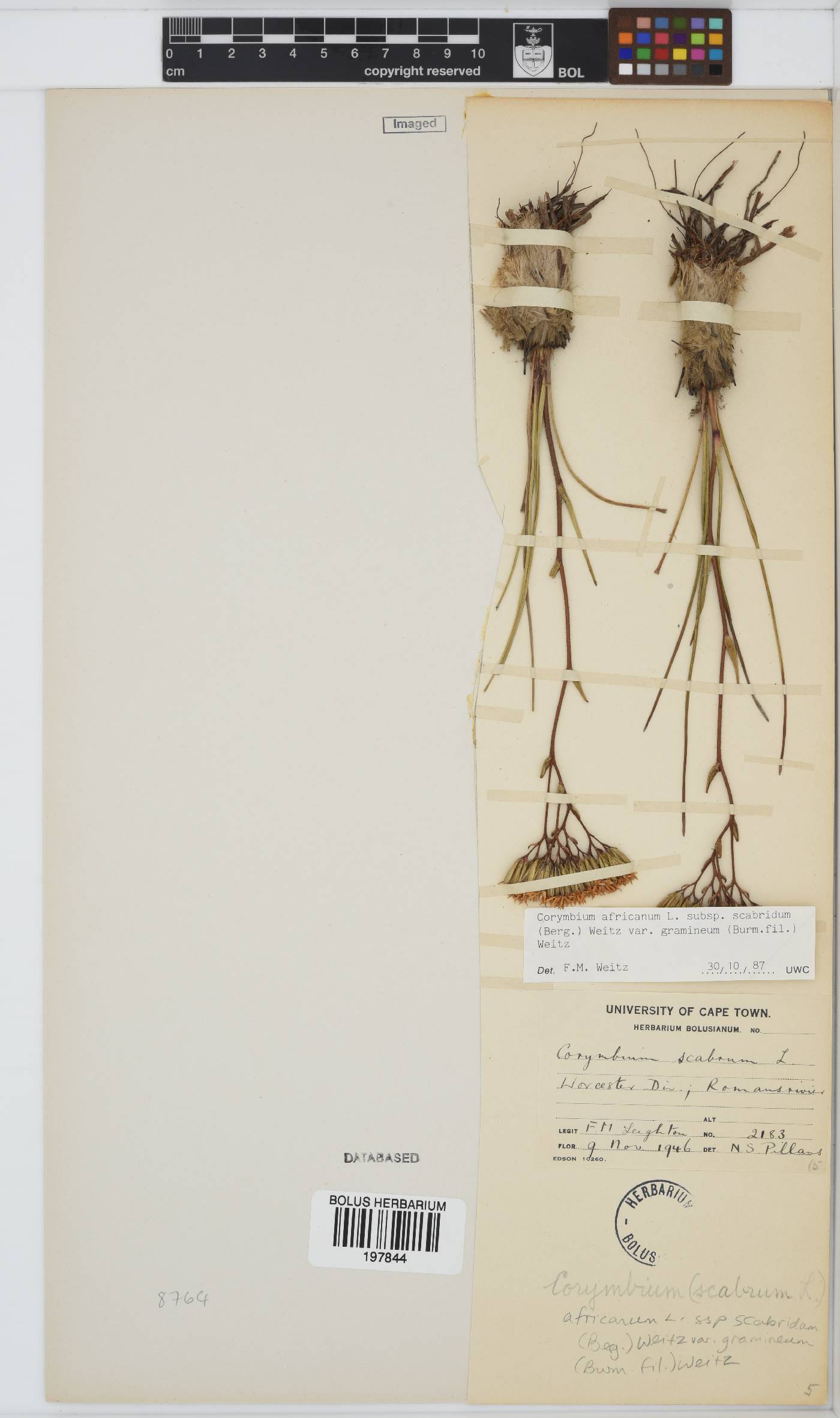 Corymbium africanum image