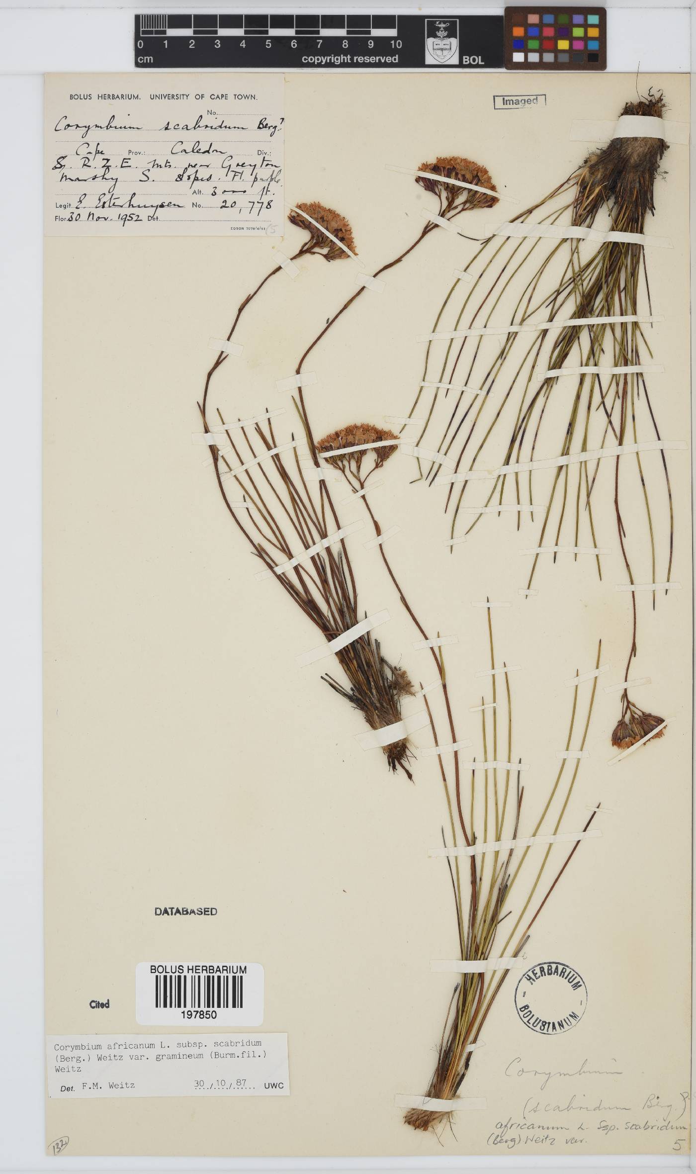 Corymbium africanum image