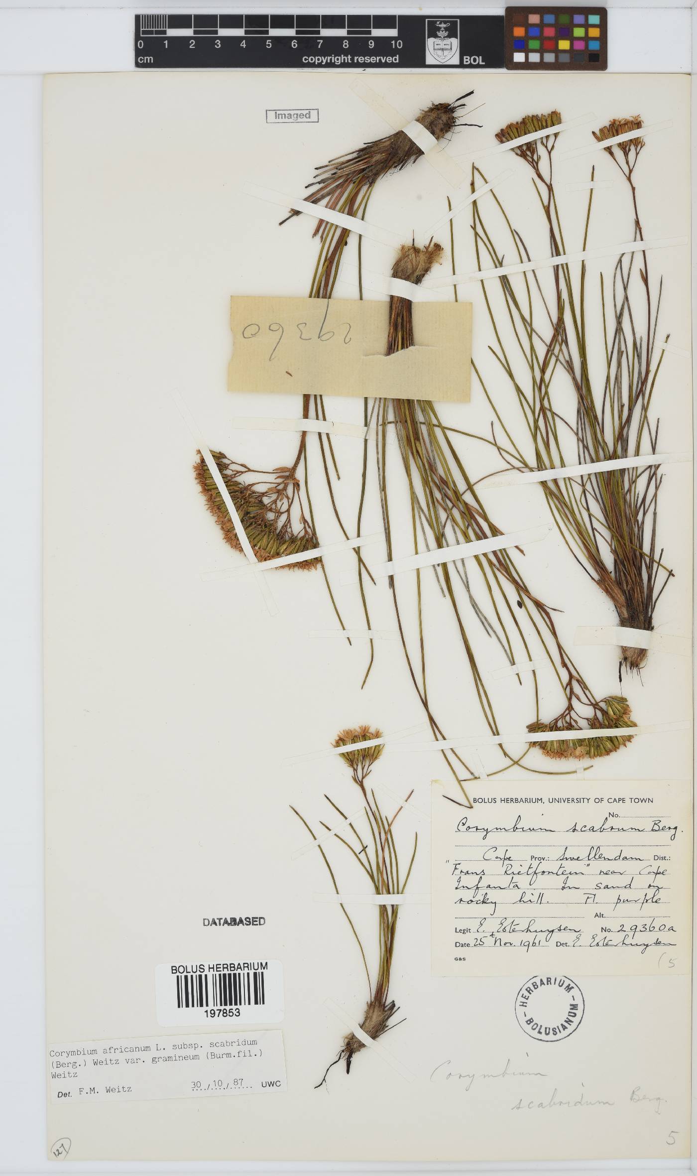 Corymbium africanum image
