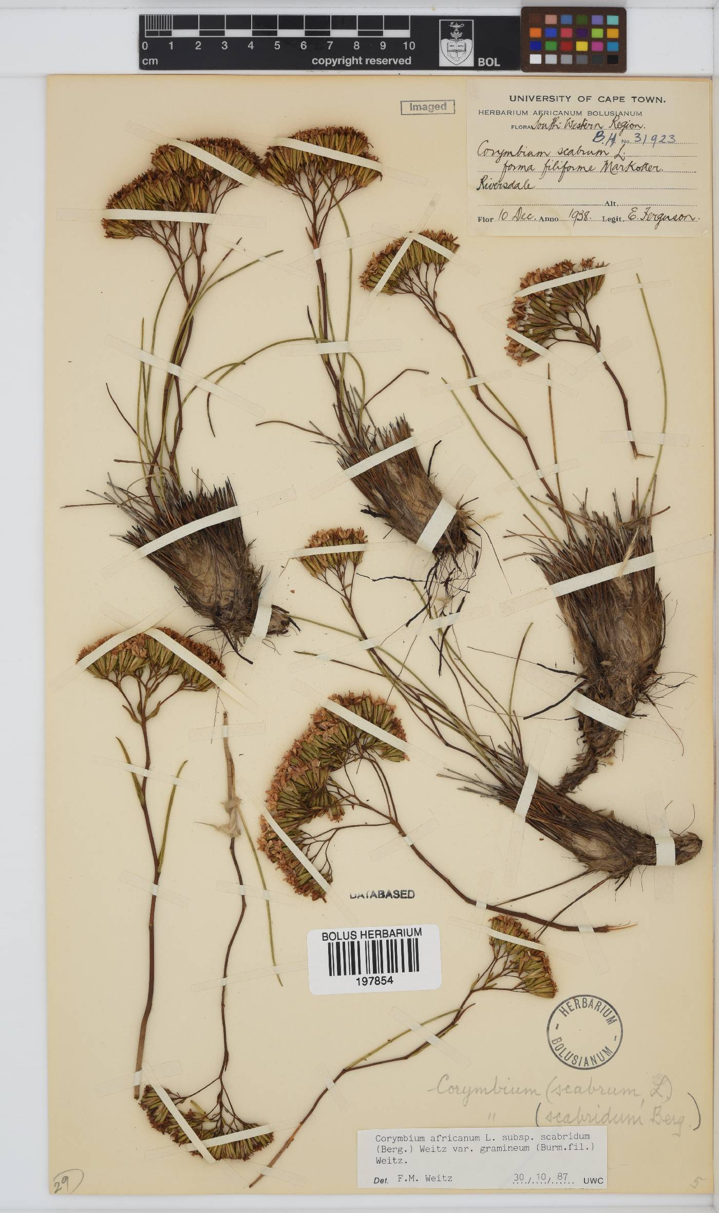 Corymbium africanum var. gramineum image