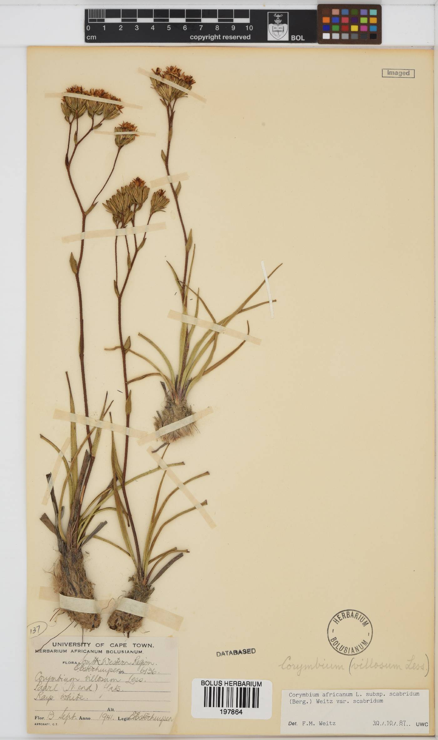 Corymbium africanum var. scabridum image