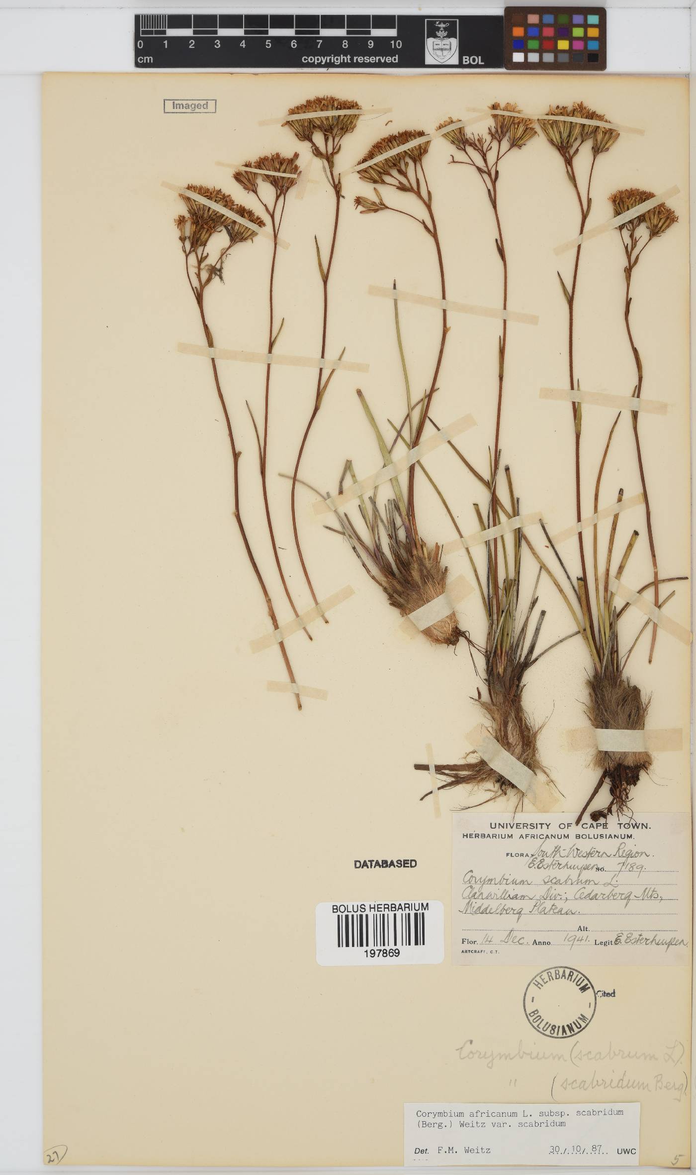 Corymbium africanum image