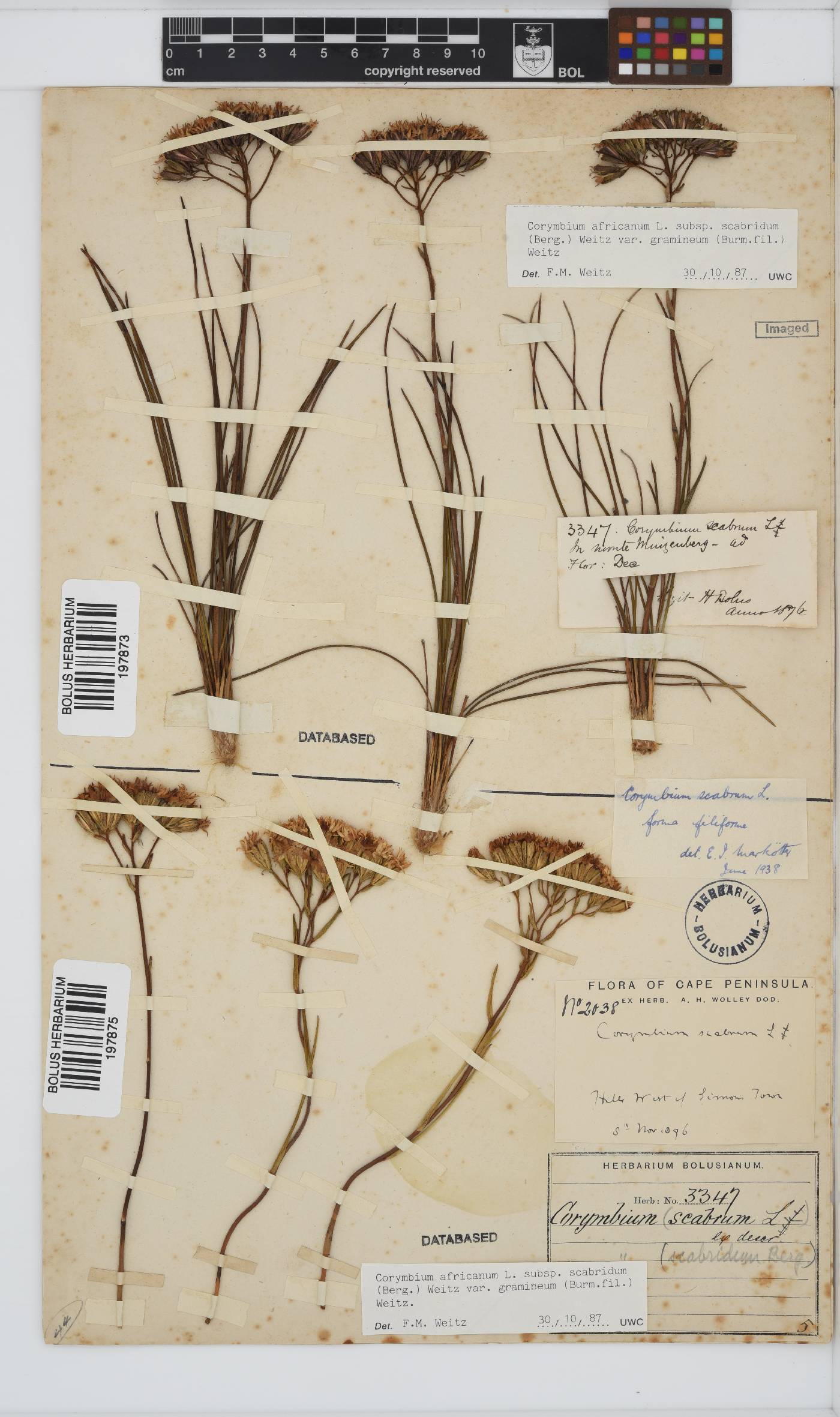 Corymbium africanum var. gramineum image