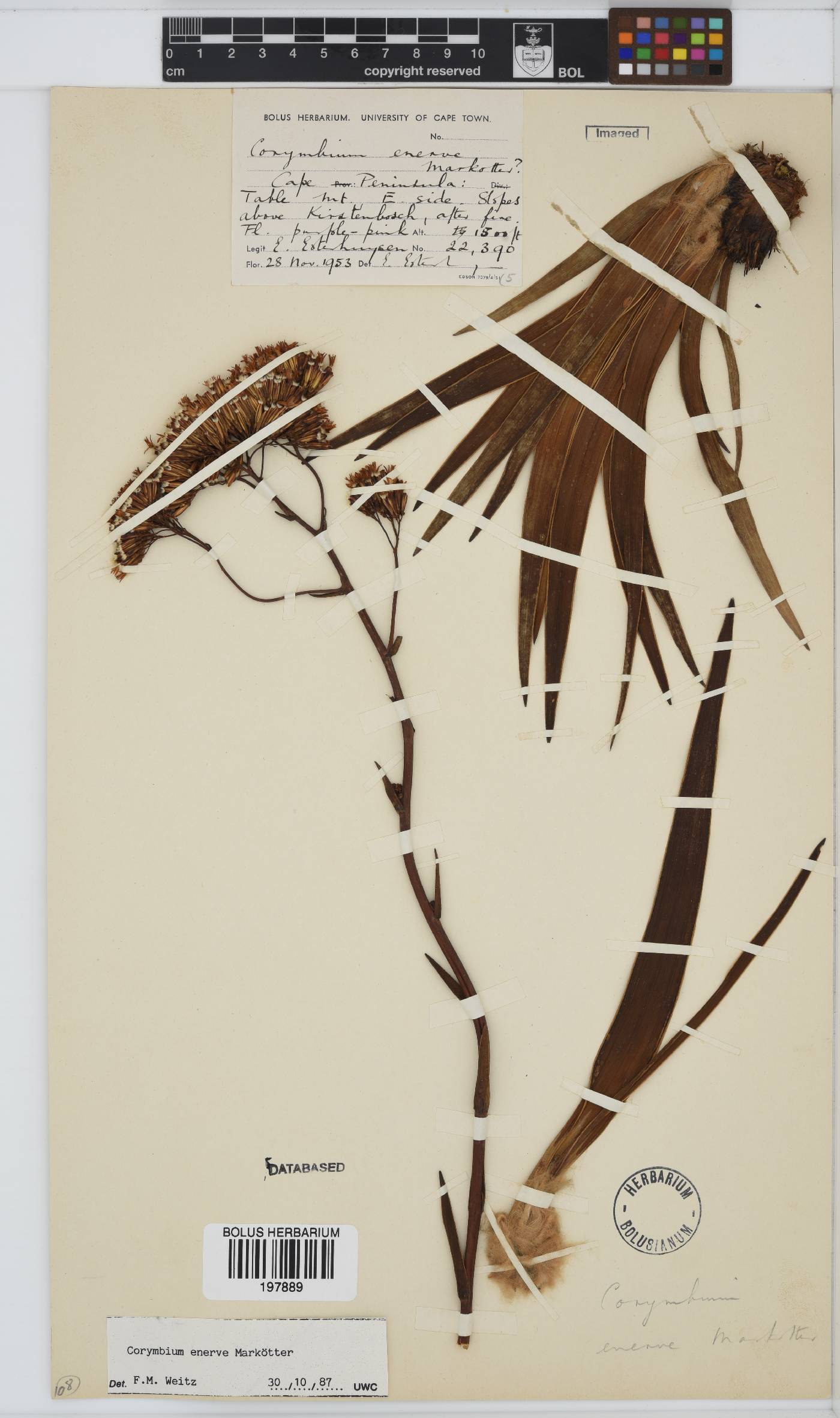 Corymbium enerve image