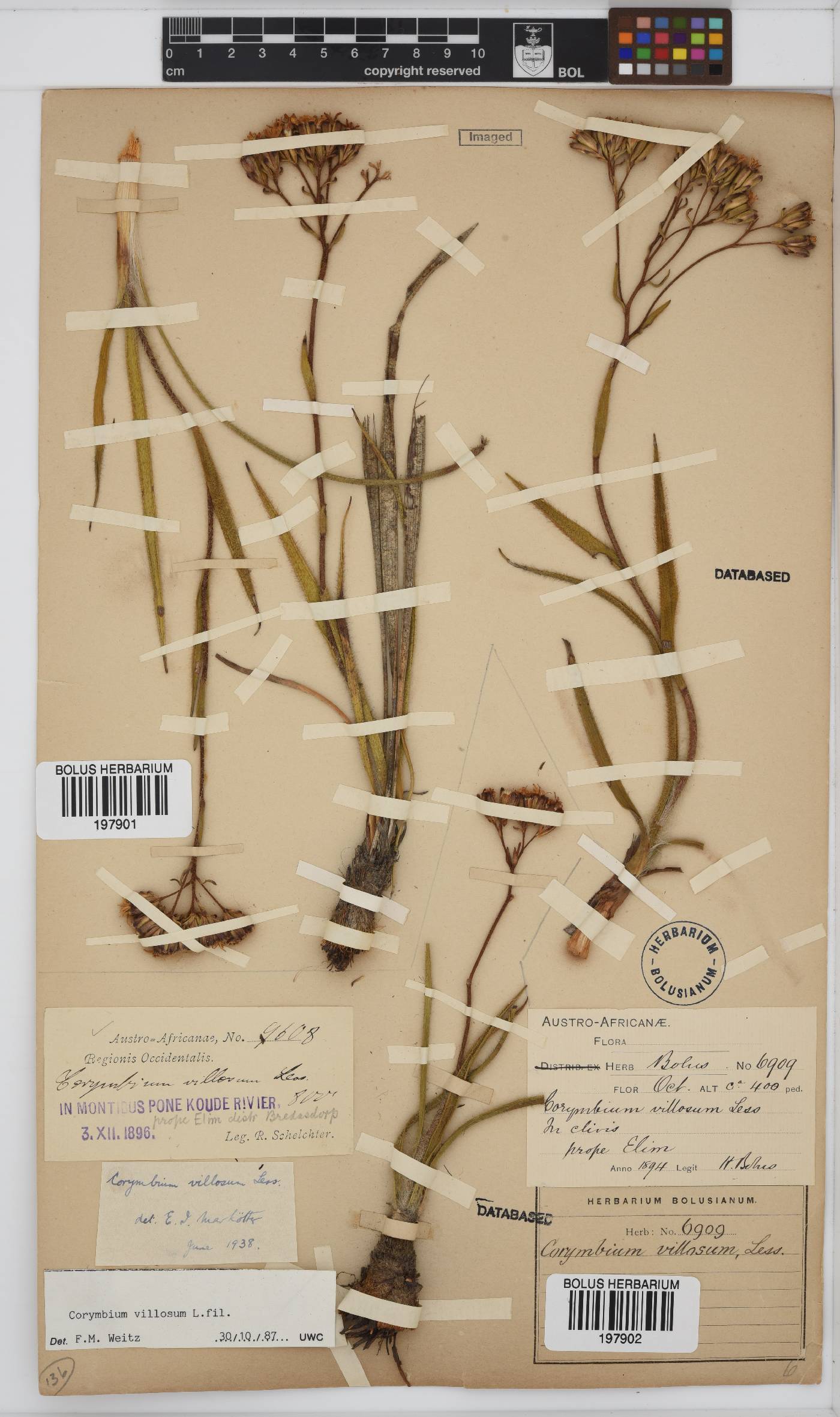 Corymbium villosum image