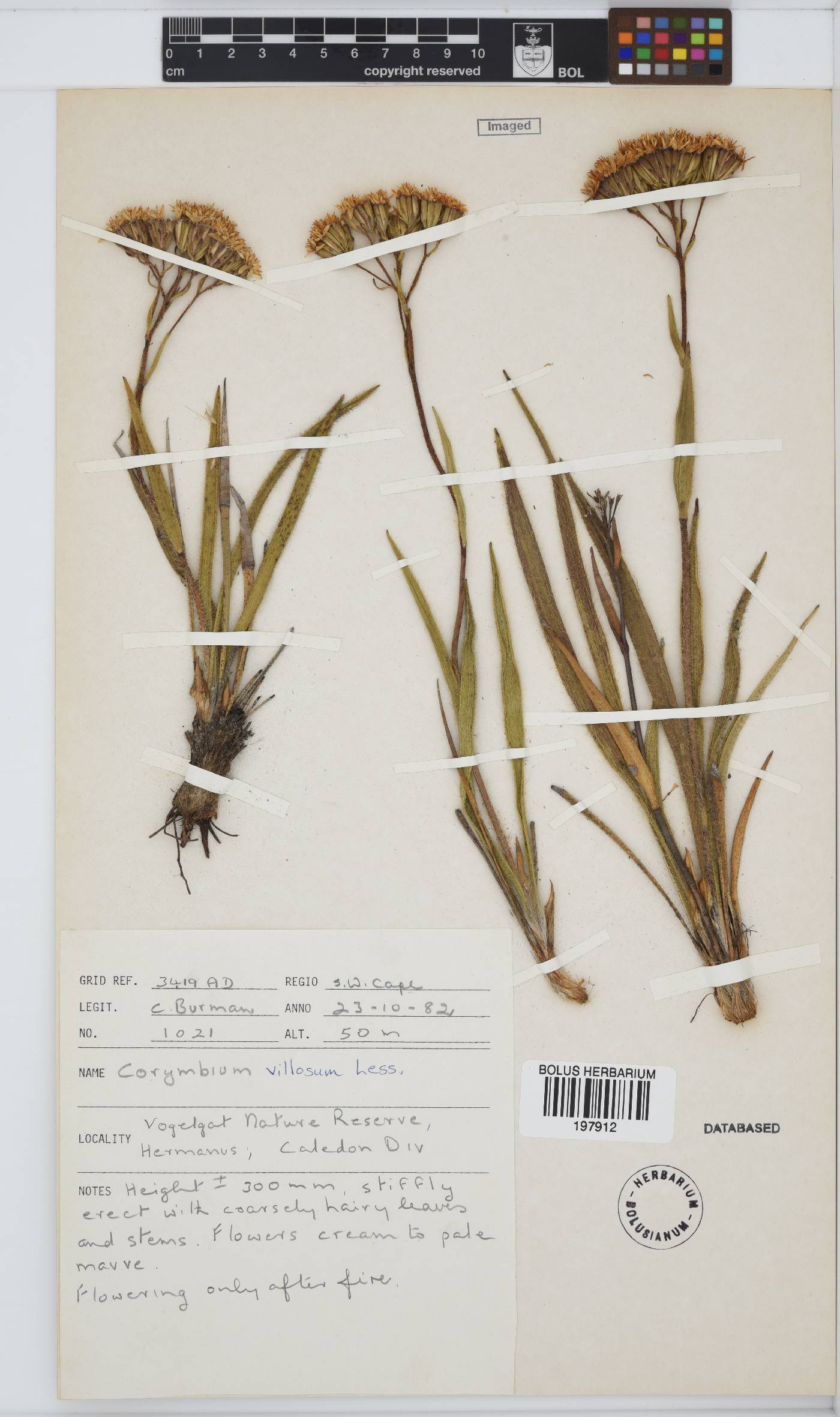 Corymbium villosum image