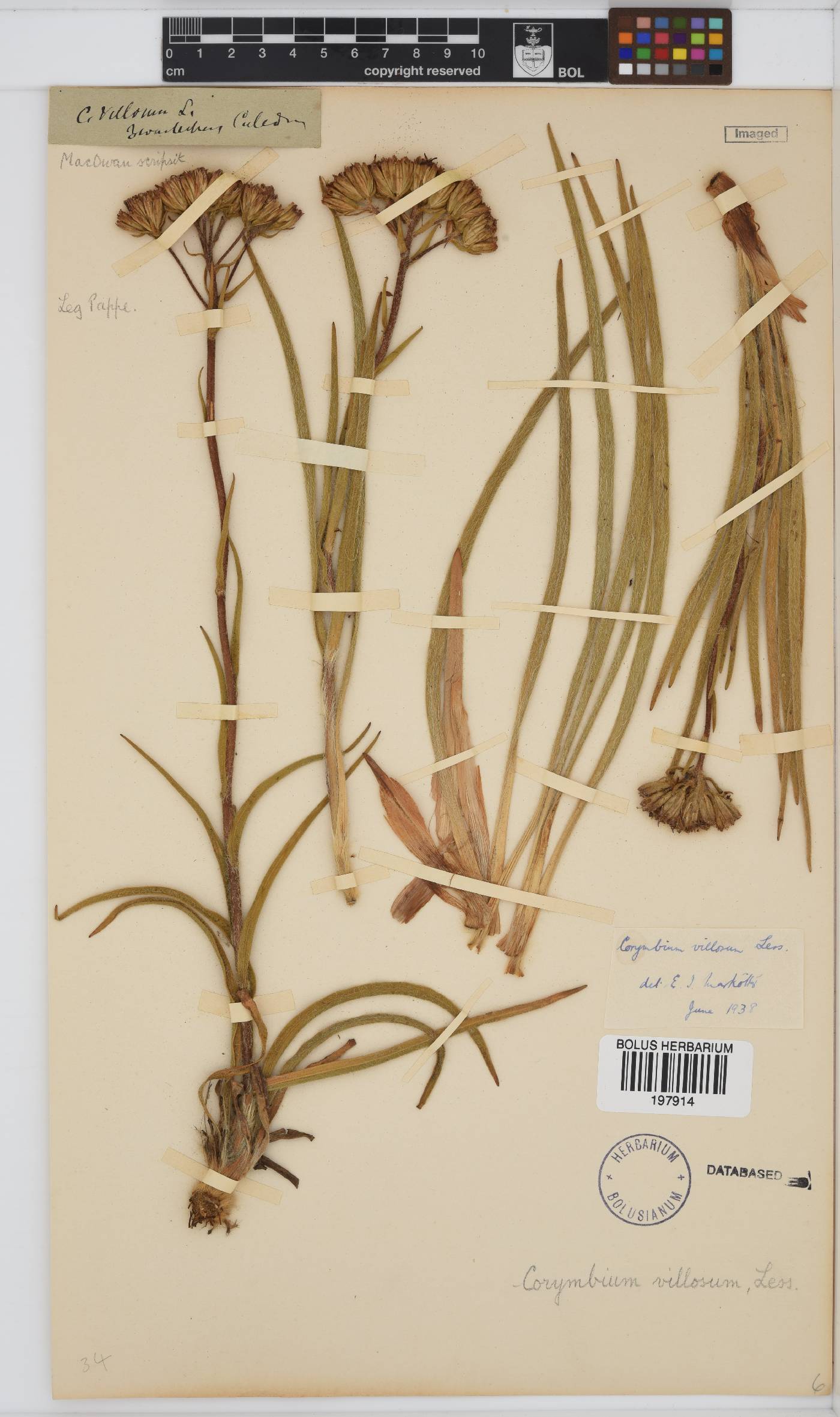 Corymbium villosum image