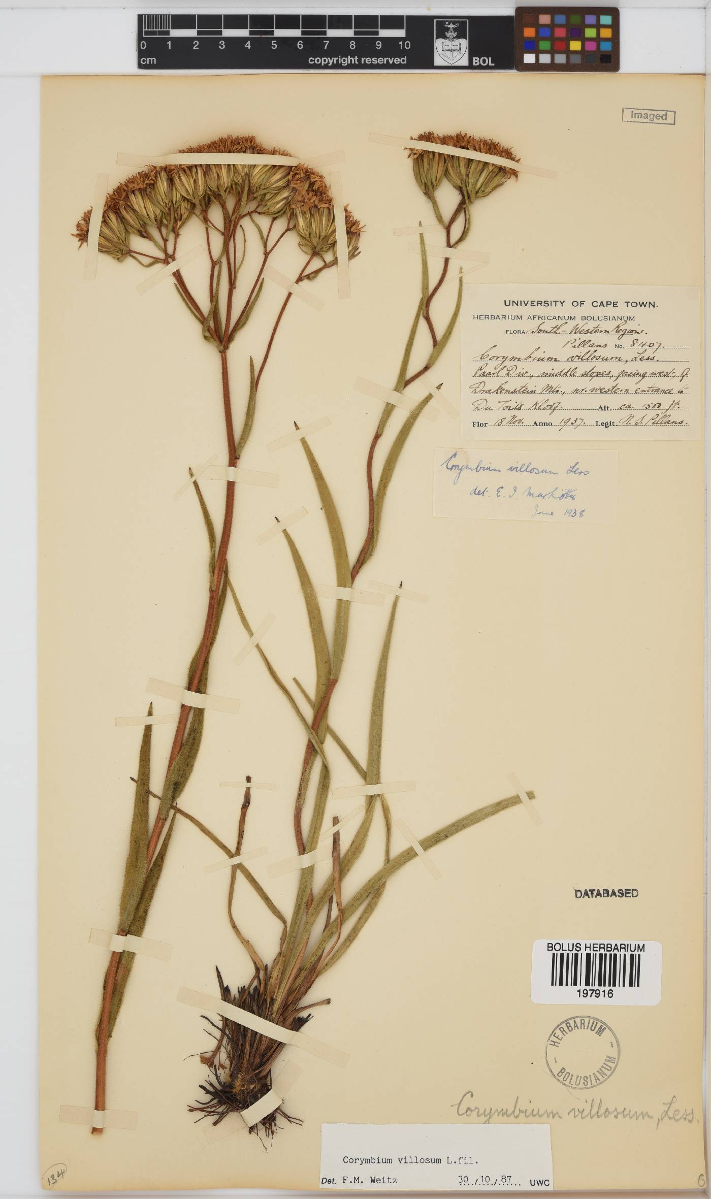 Corymbium villosum image