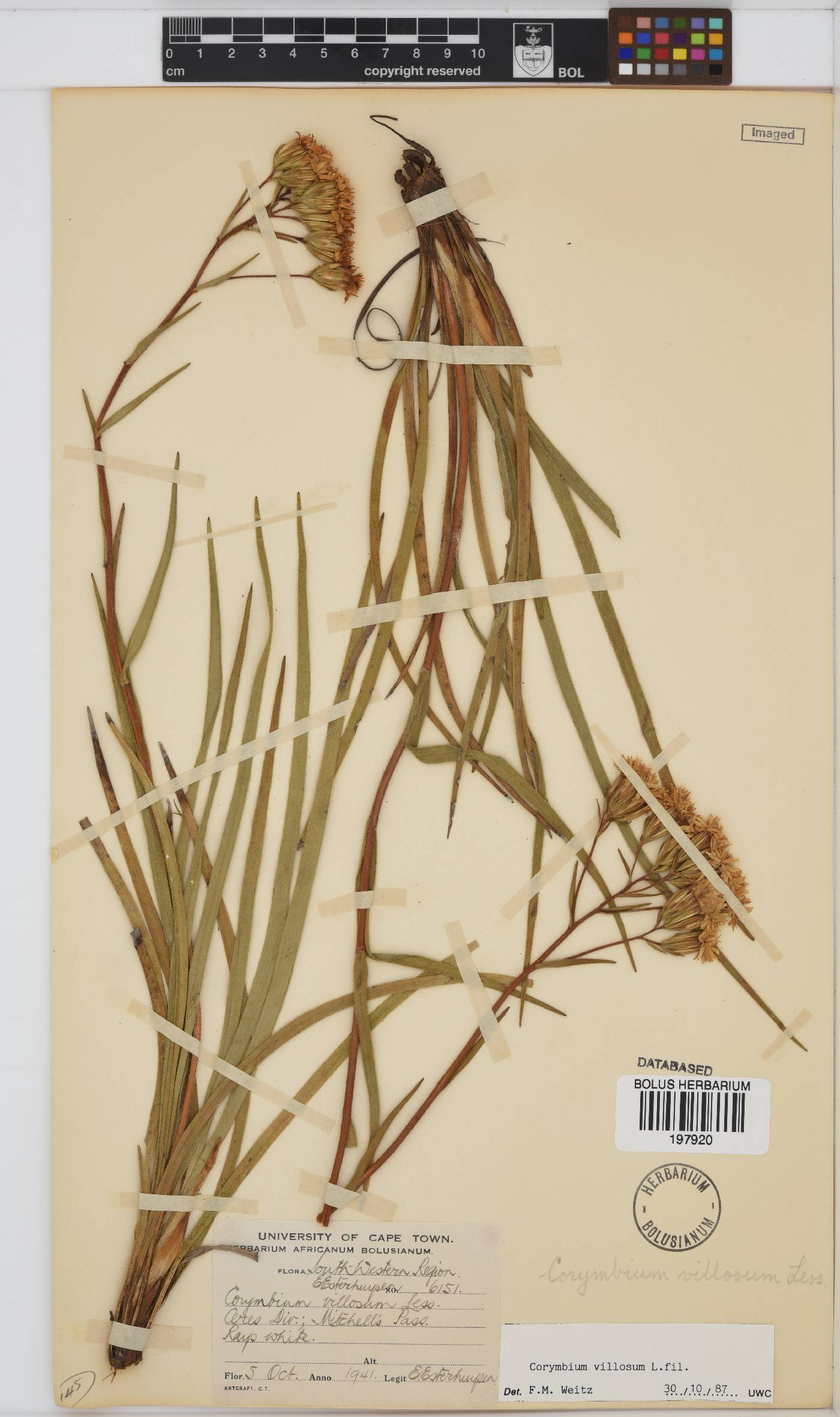 Corymbium villosum image