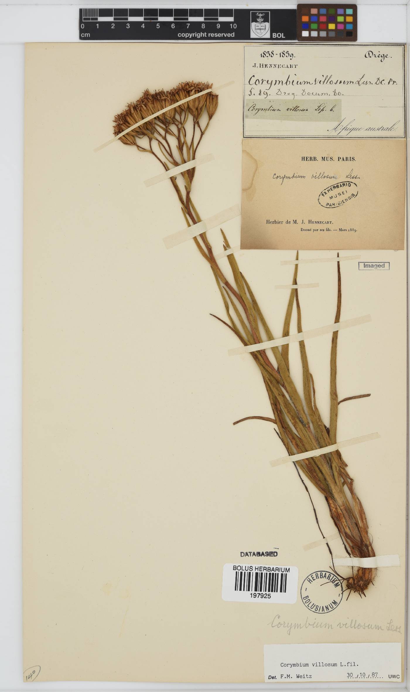 Corymbium villosum image