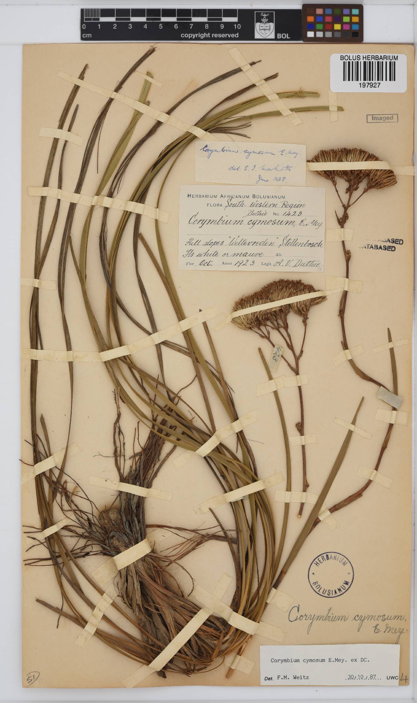 Corymbium cymosum image