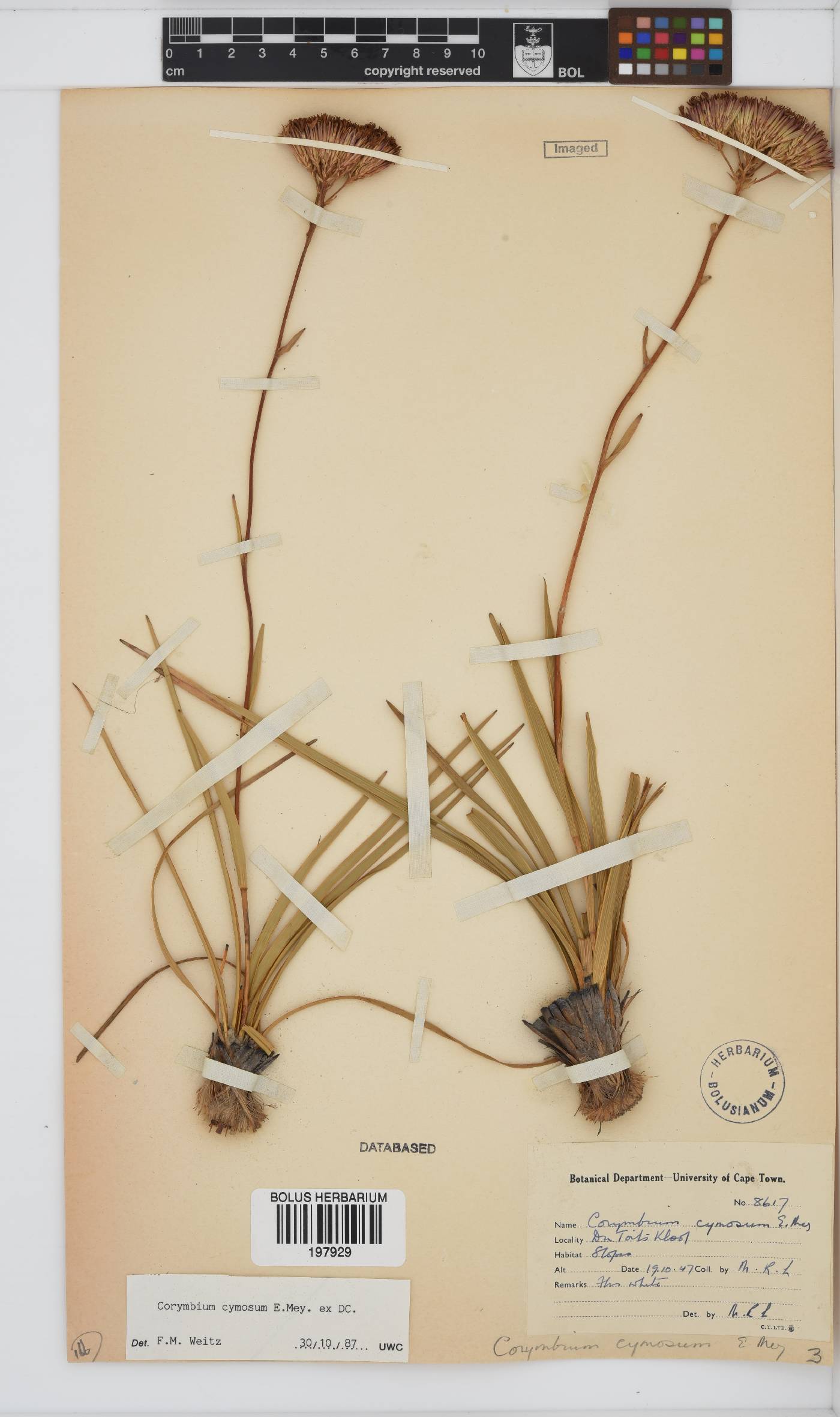 Corymbium cymosum image