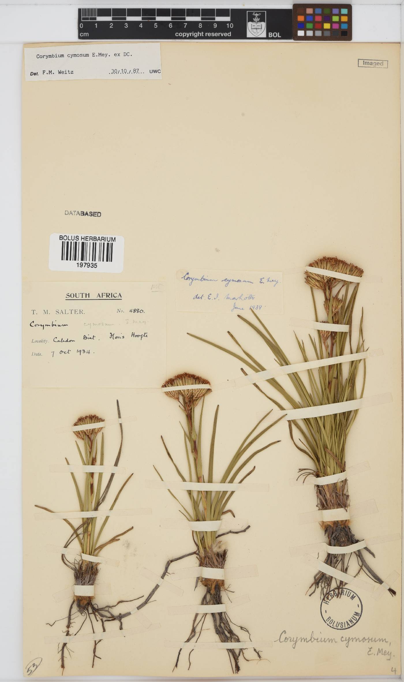 Corymbium cymosum image