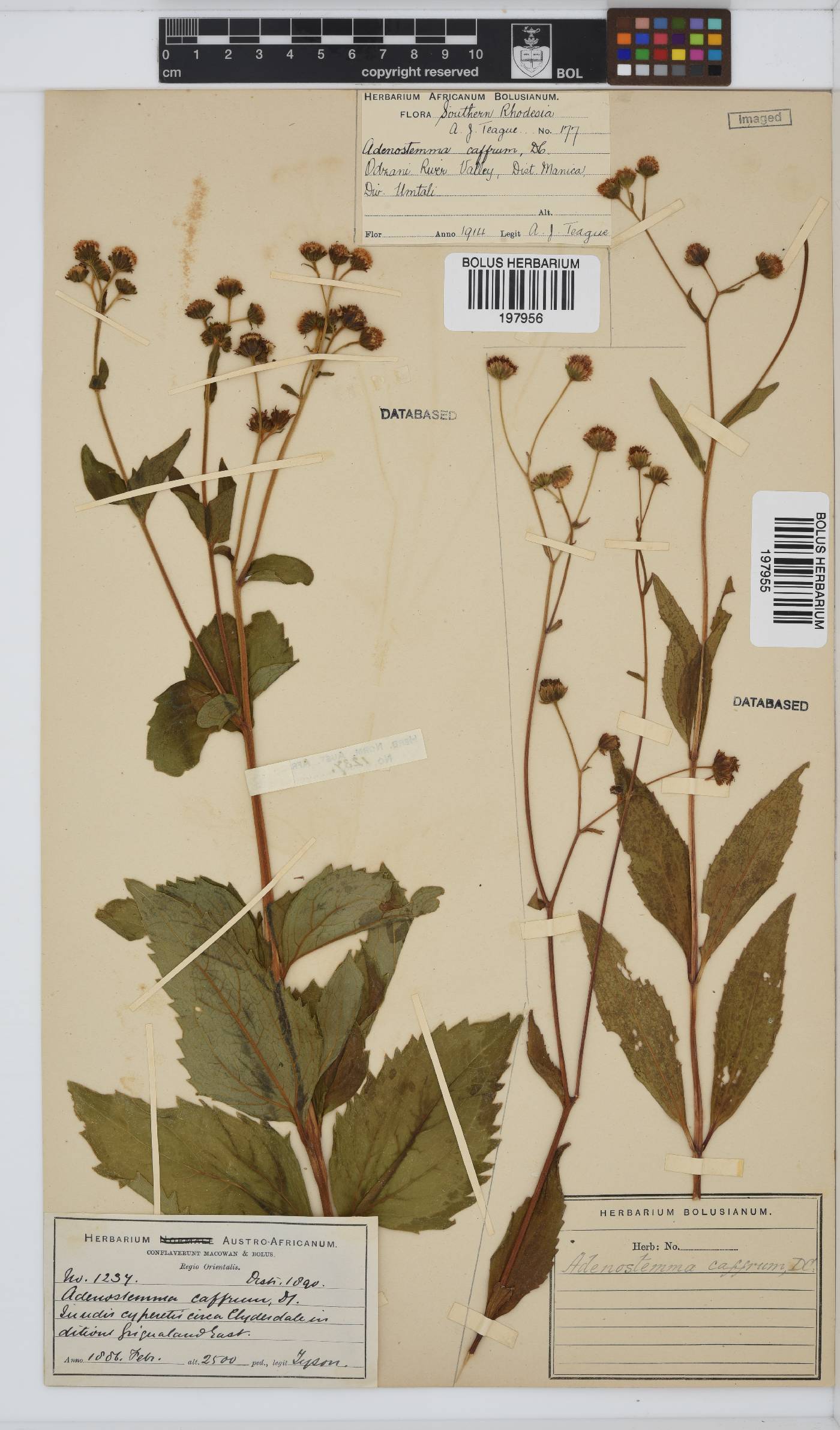Adenostemma caffrum image