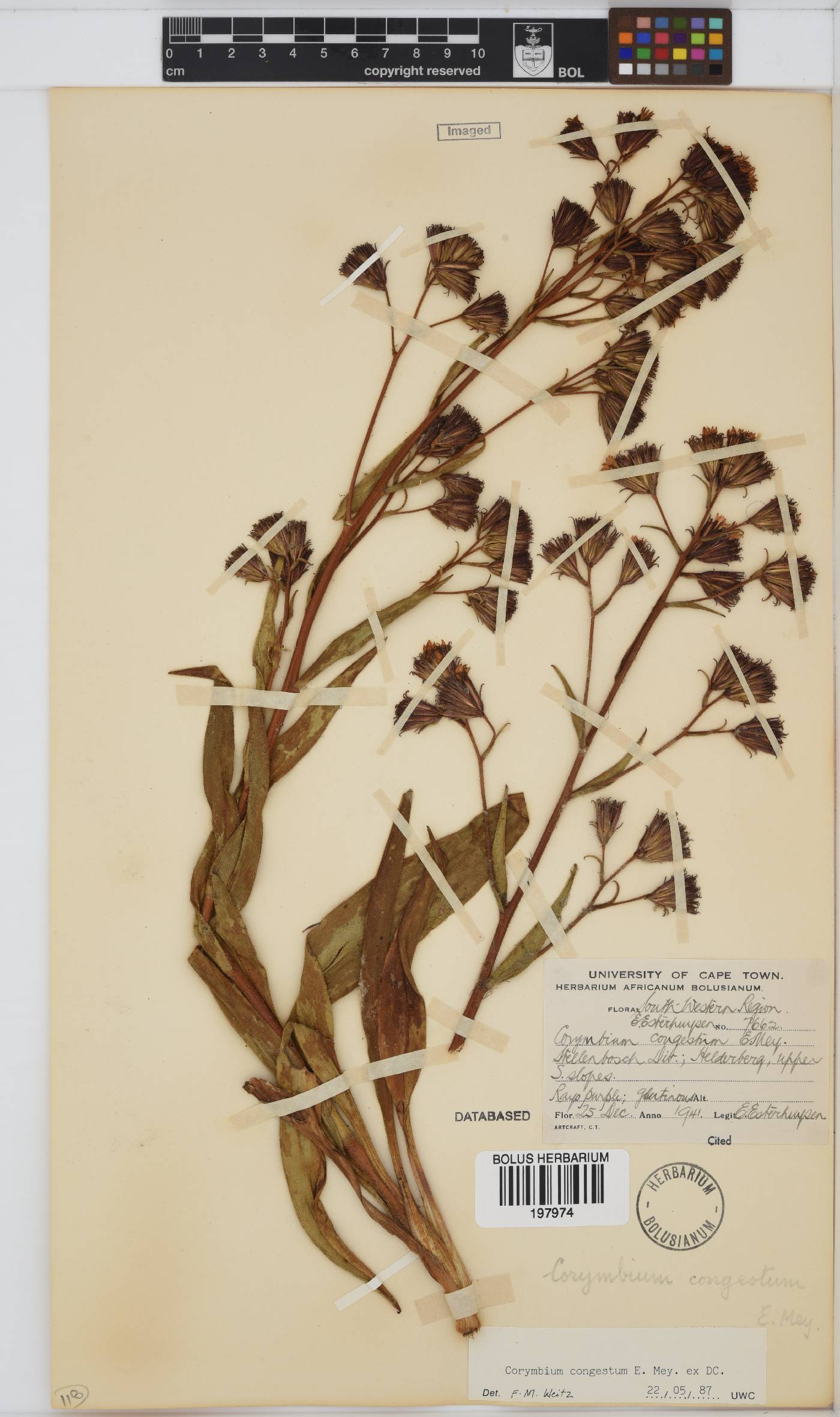 Corymbium congestum image