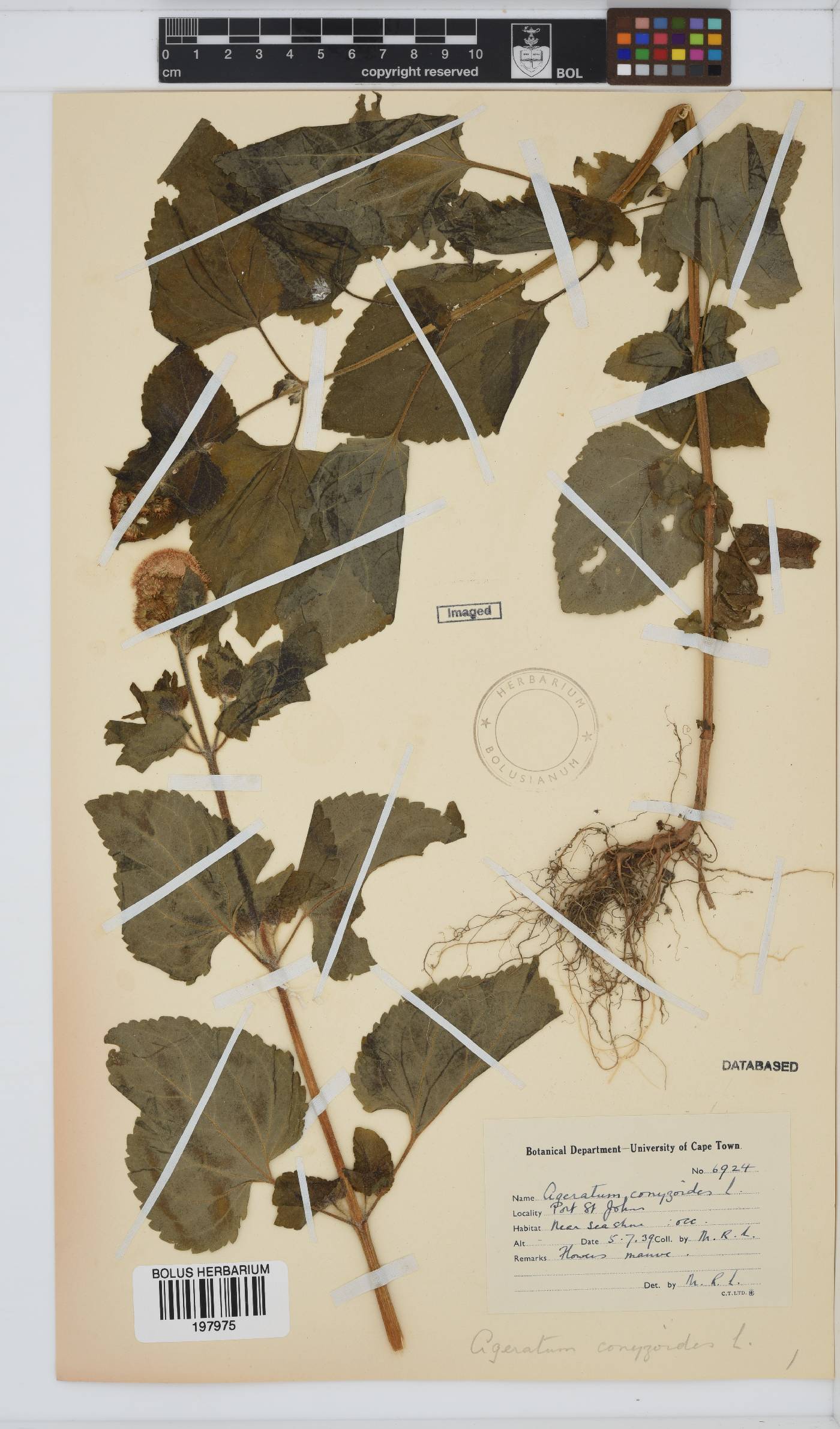 Ageratum conyzoides image