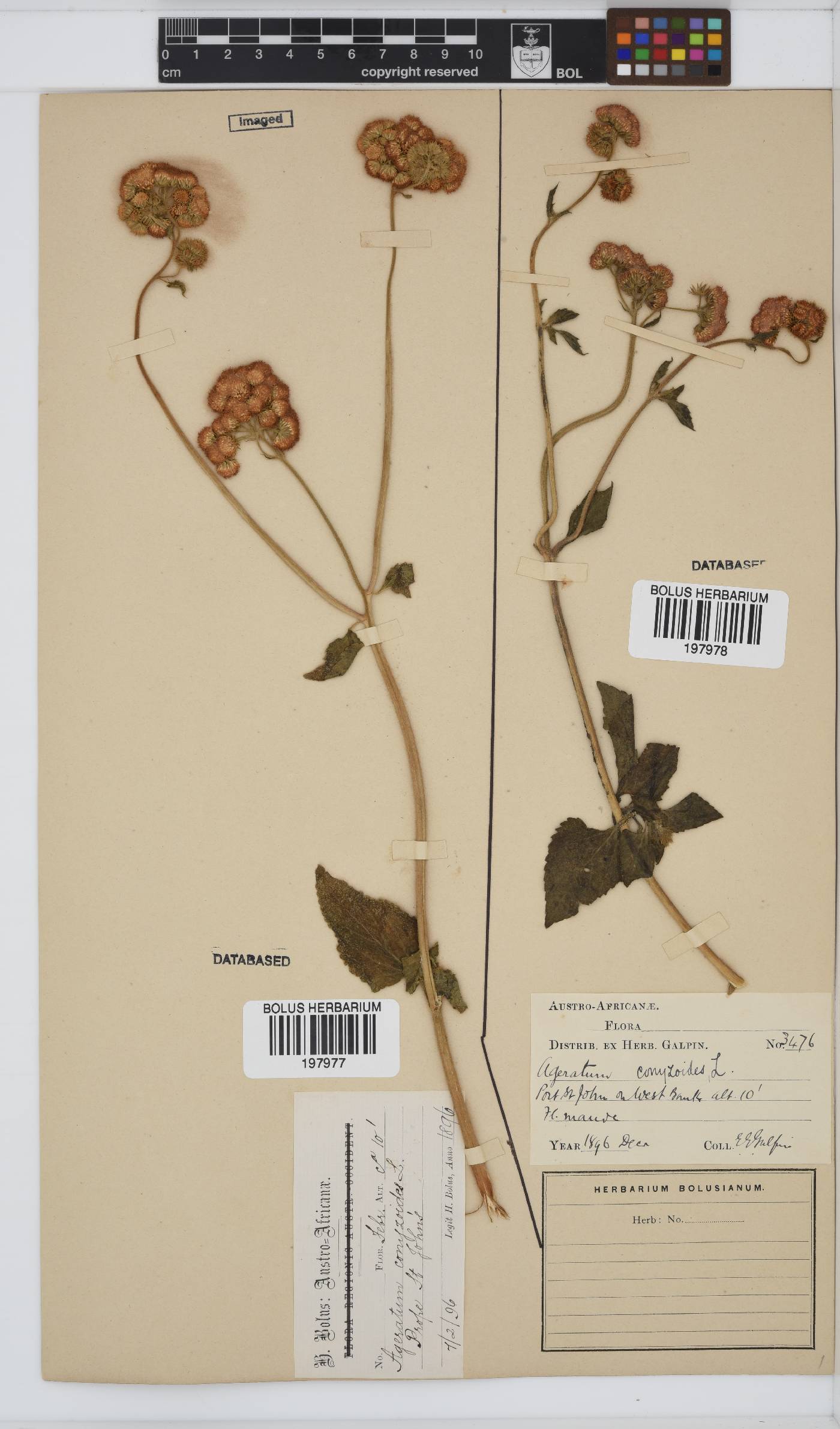 Ageratum conyzoides image