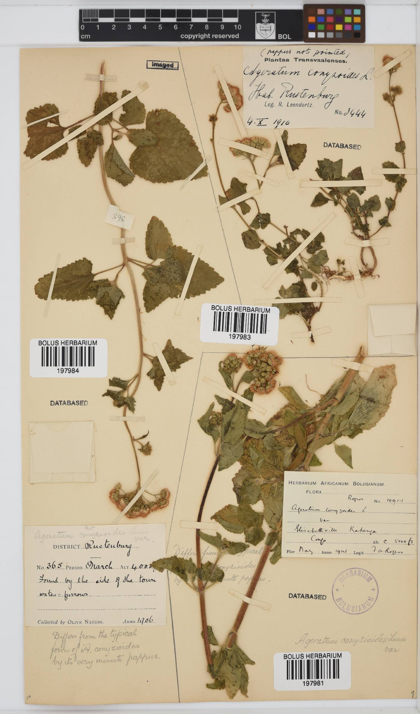 Ageratum image