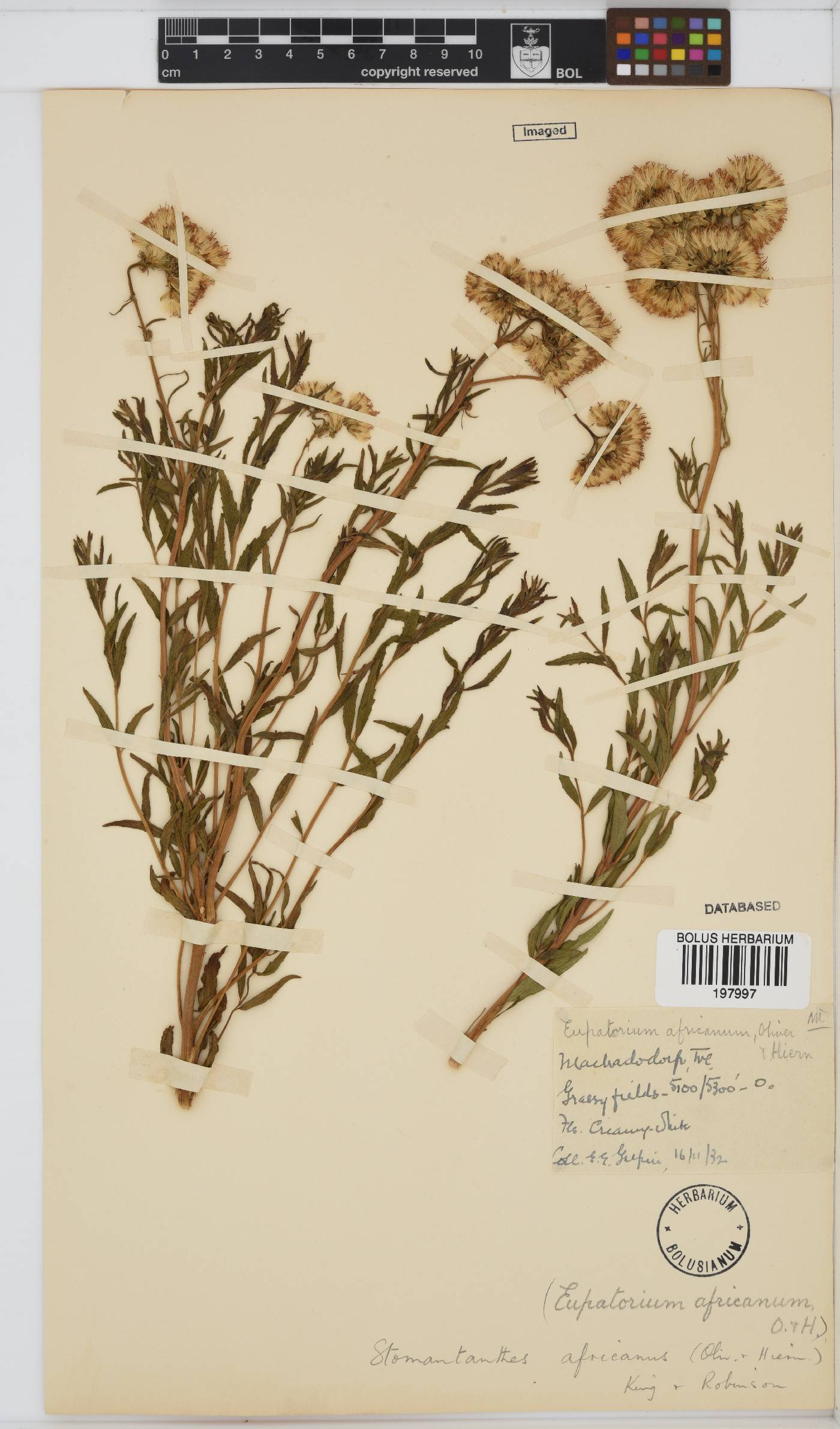 Stomatanthes africanus image