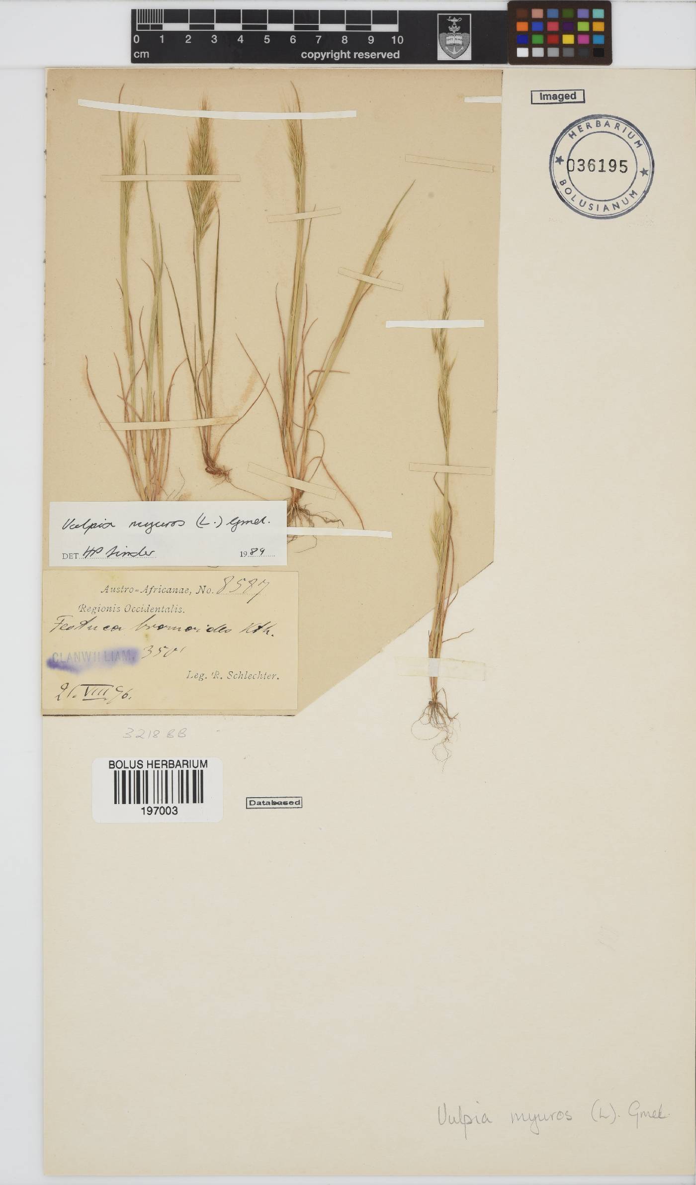 Vulpia myuros image