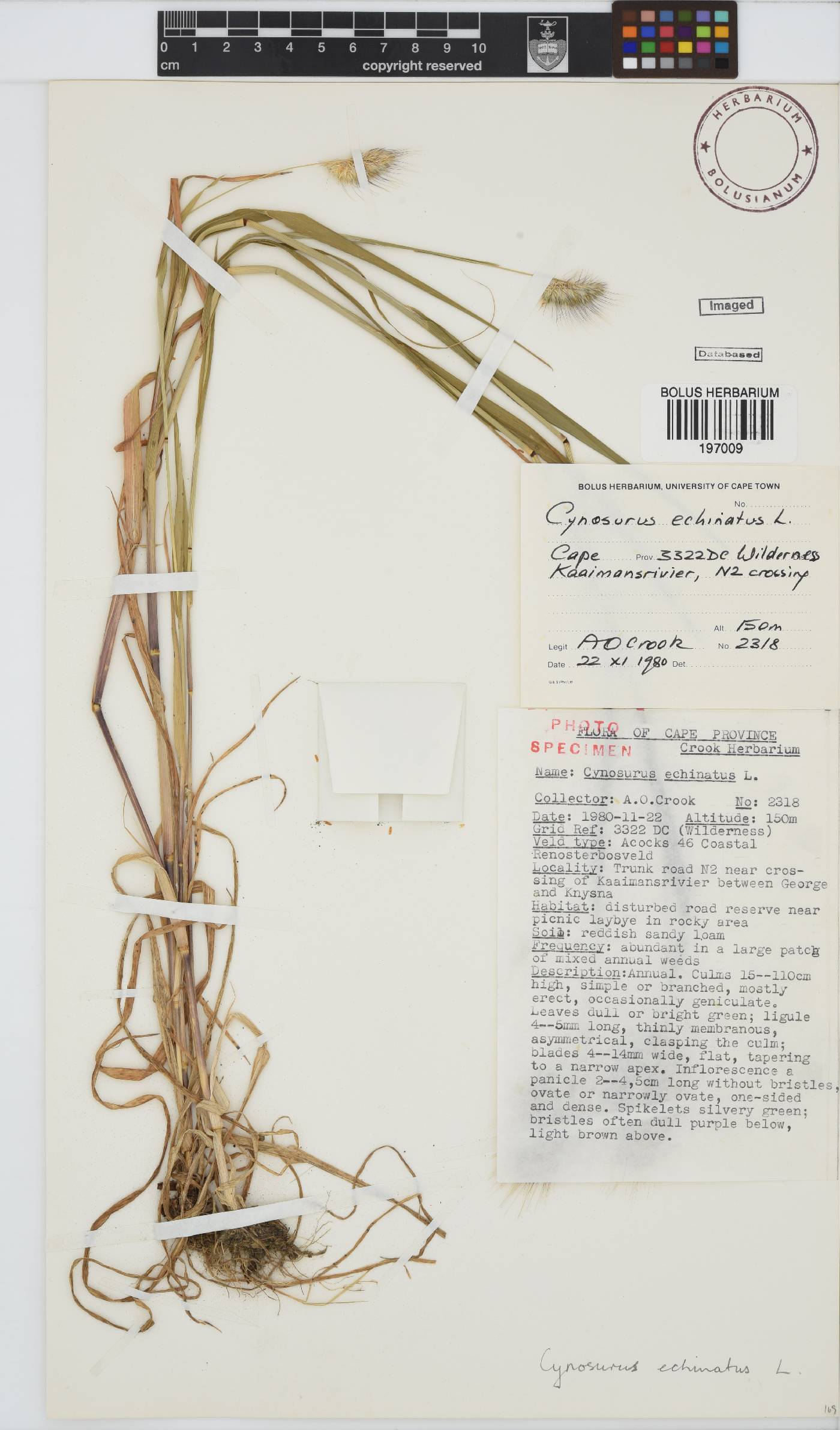 Cynosurus echinatus image