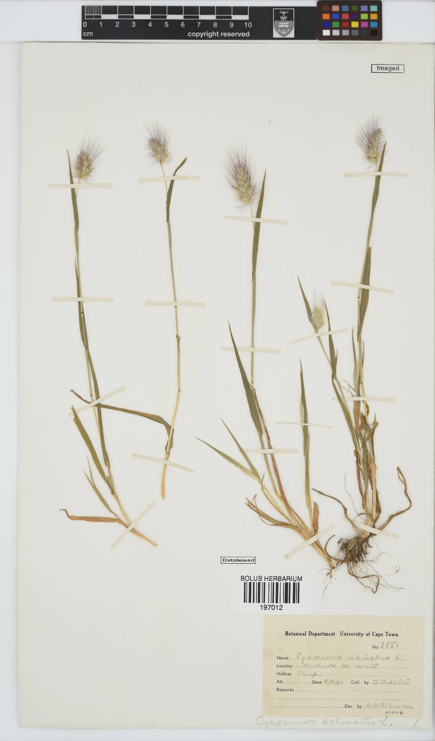 Cynosurus echinatus image