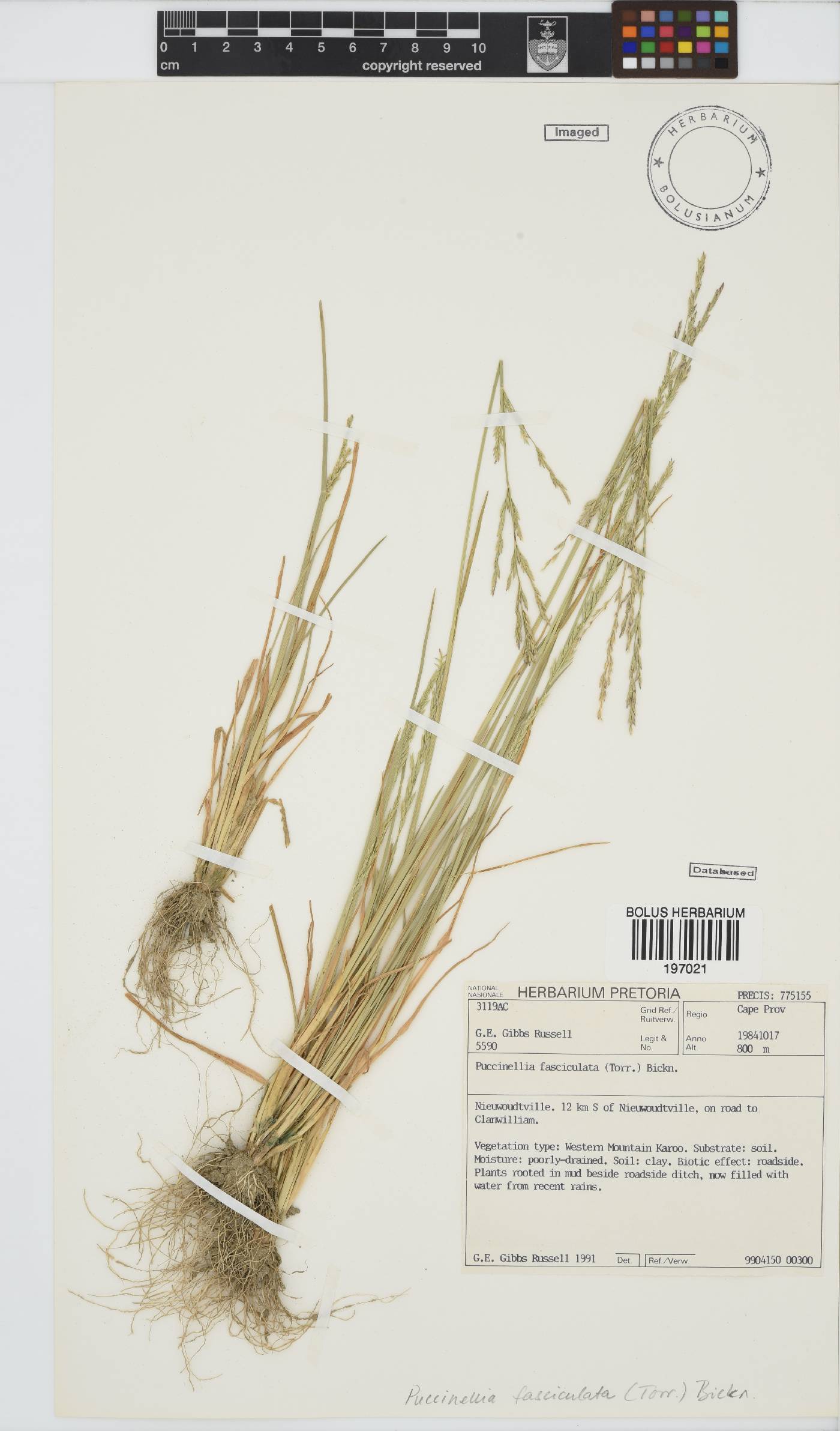 Puccinellia fasciculata image