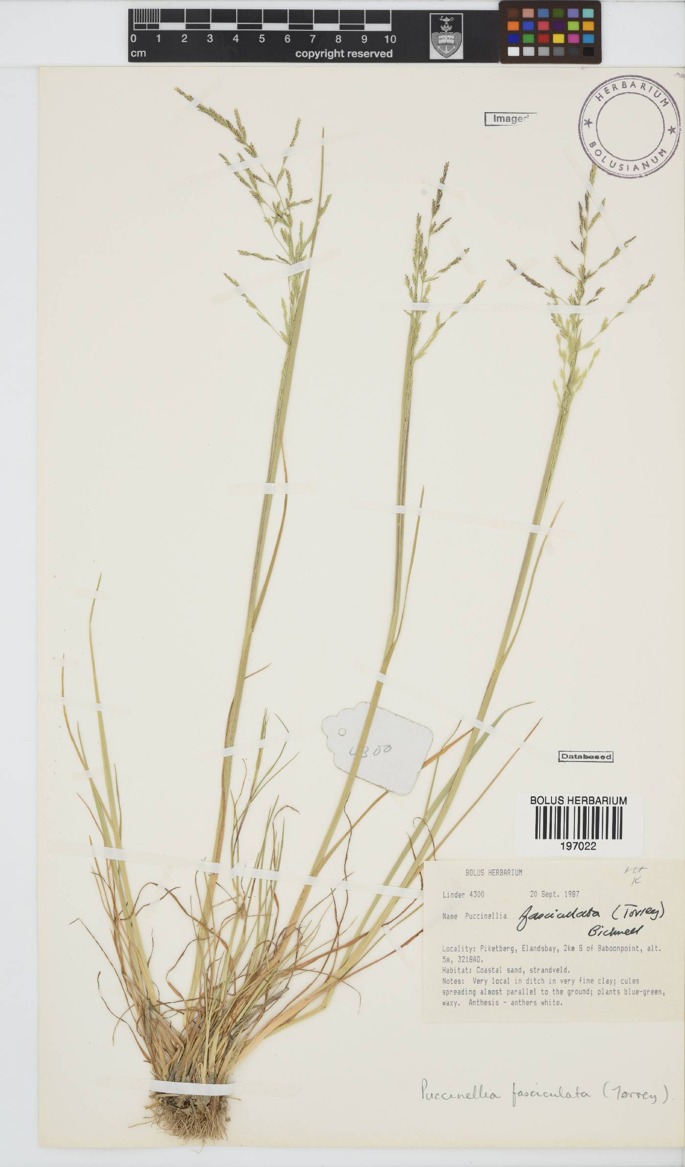 Puccinellia fasciculata image